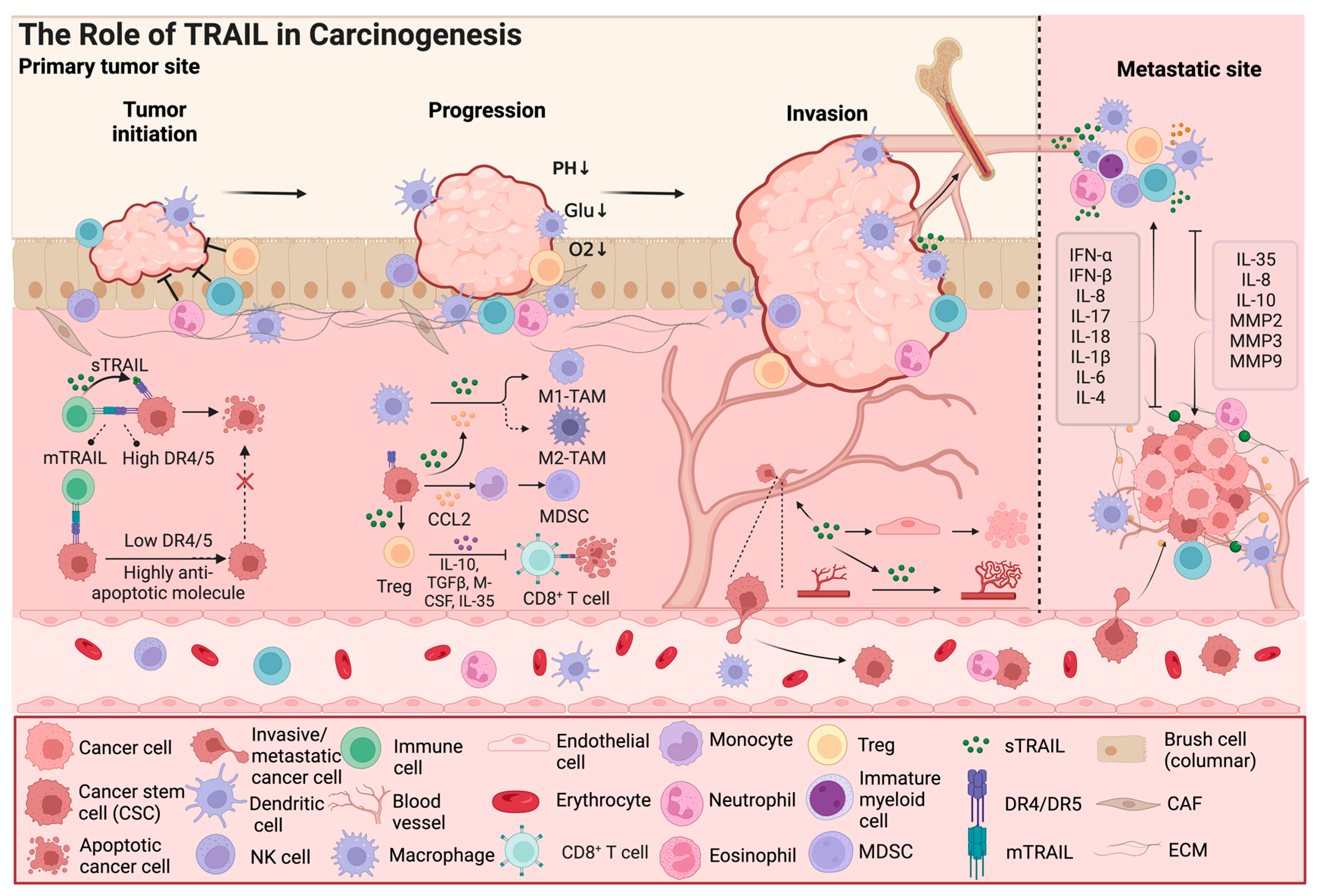Biology 13 00521 g002 Biology 13 00521 g002