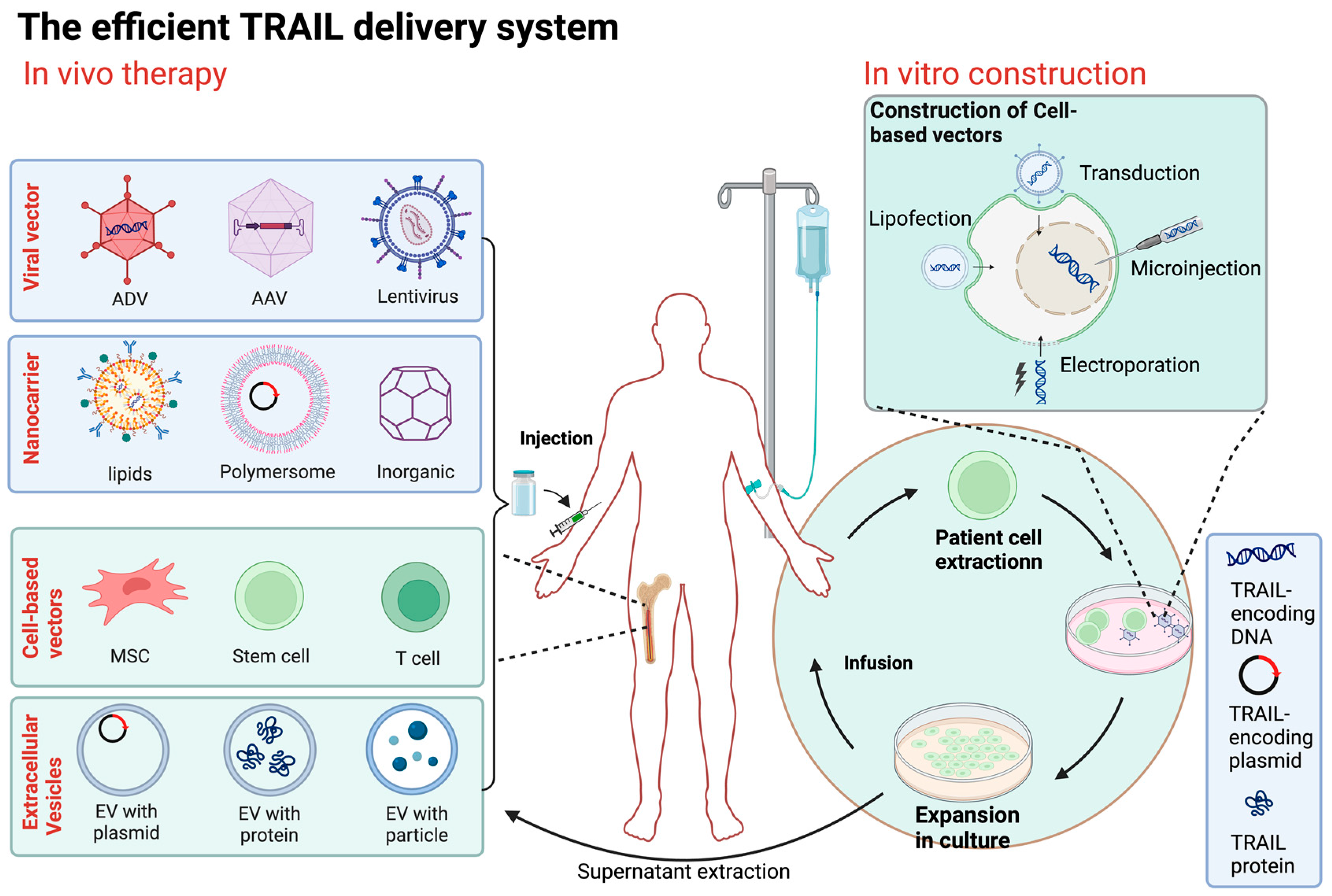Biology 13 00521 g003 Biology 13 00521 g003