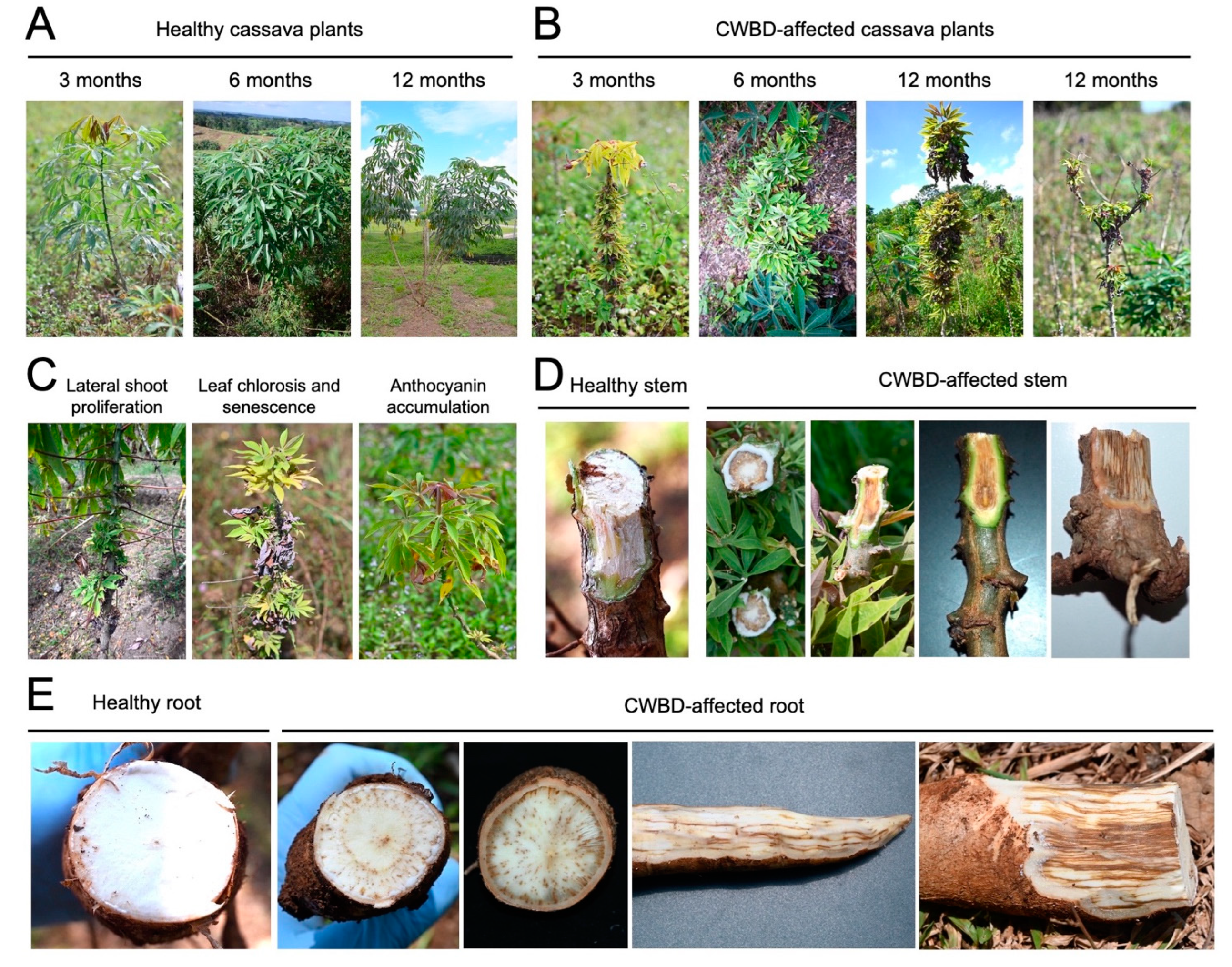Biology 13 00522 g001