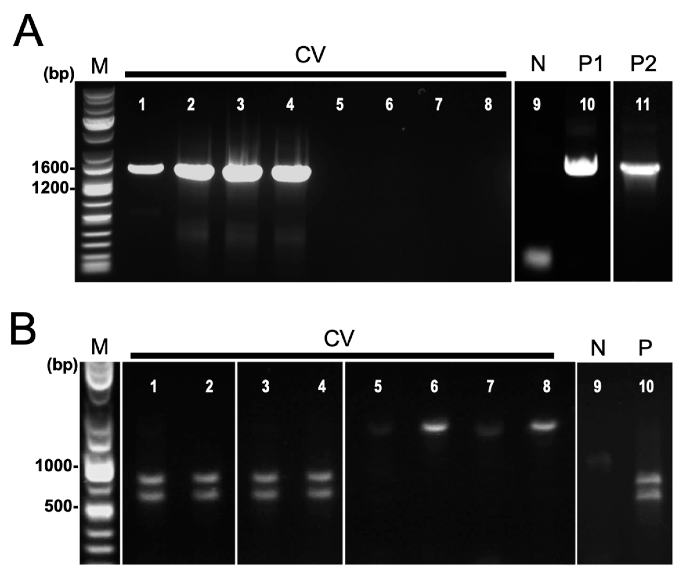 Biology 13 00522 g004