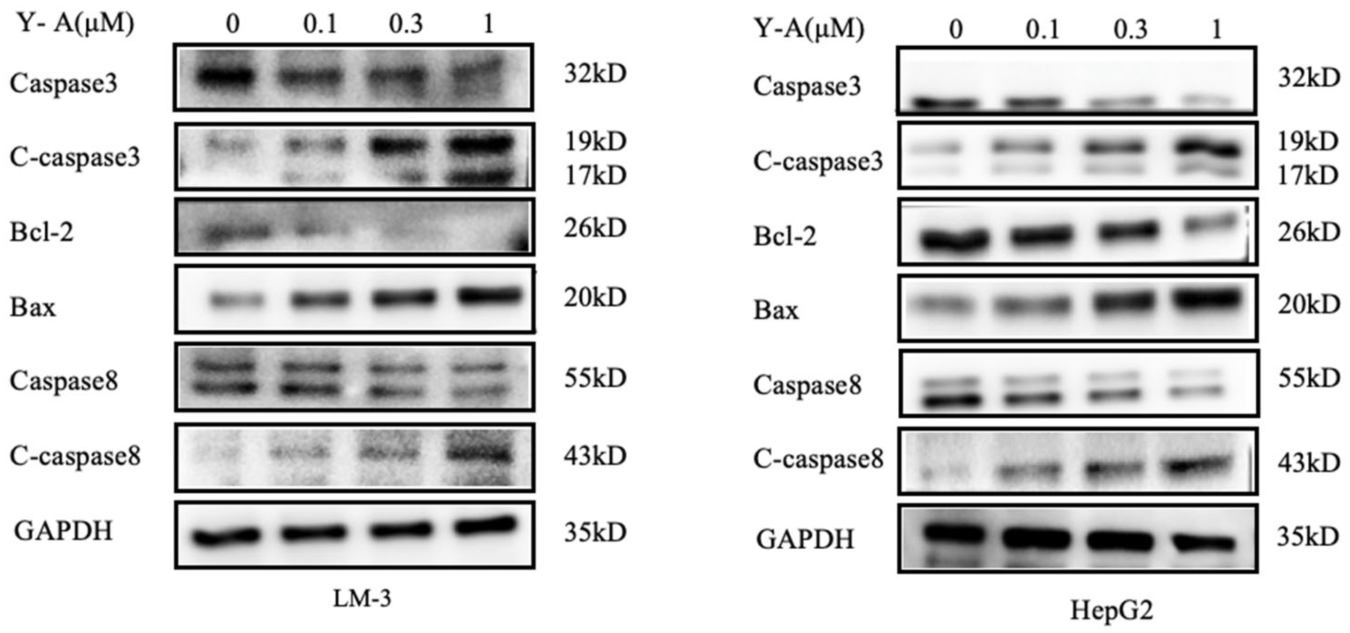 Biology 13 00528 g007