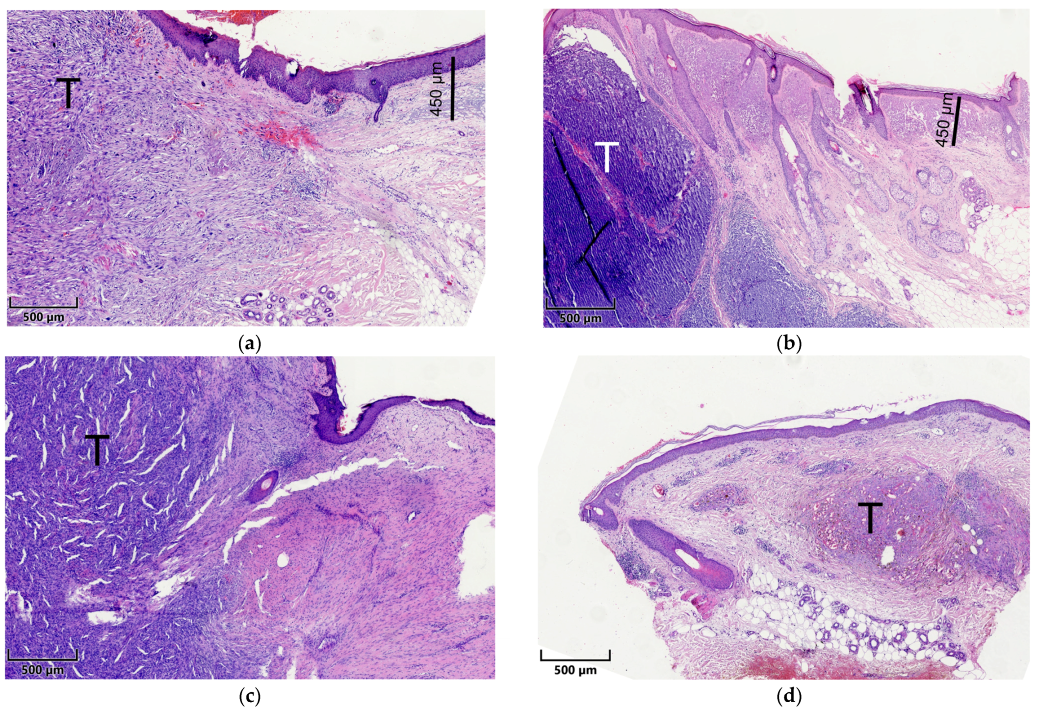 Biology 13 00529 g001
