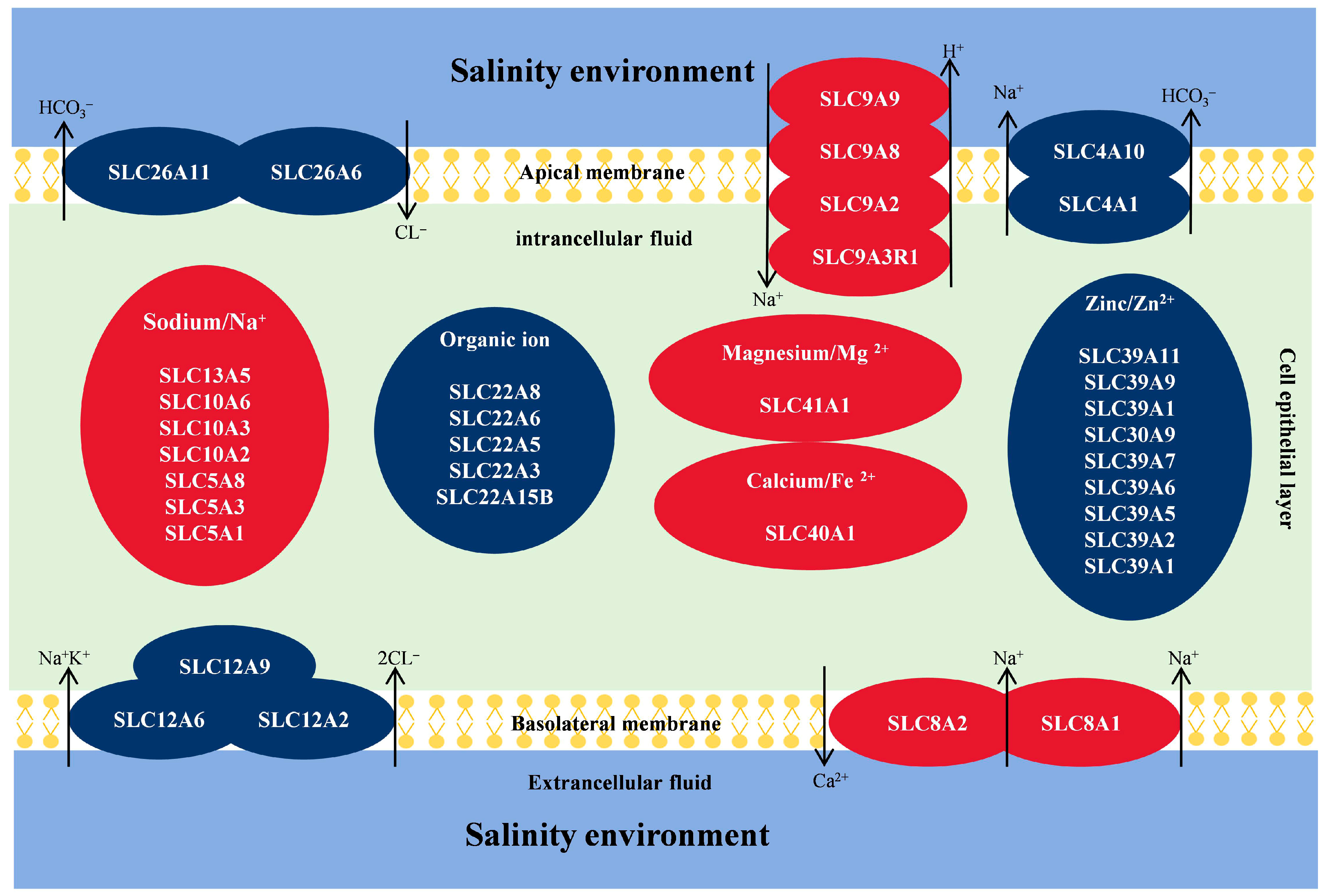 Biology 13 00530 g008
