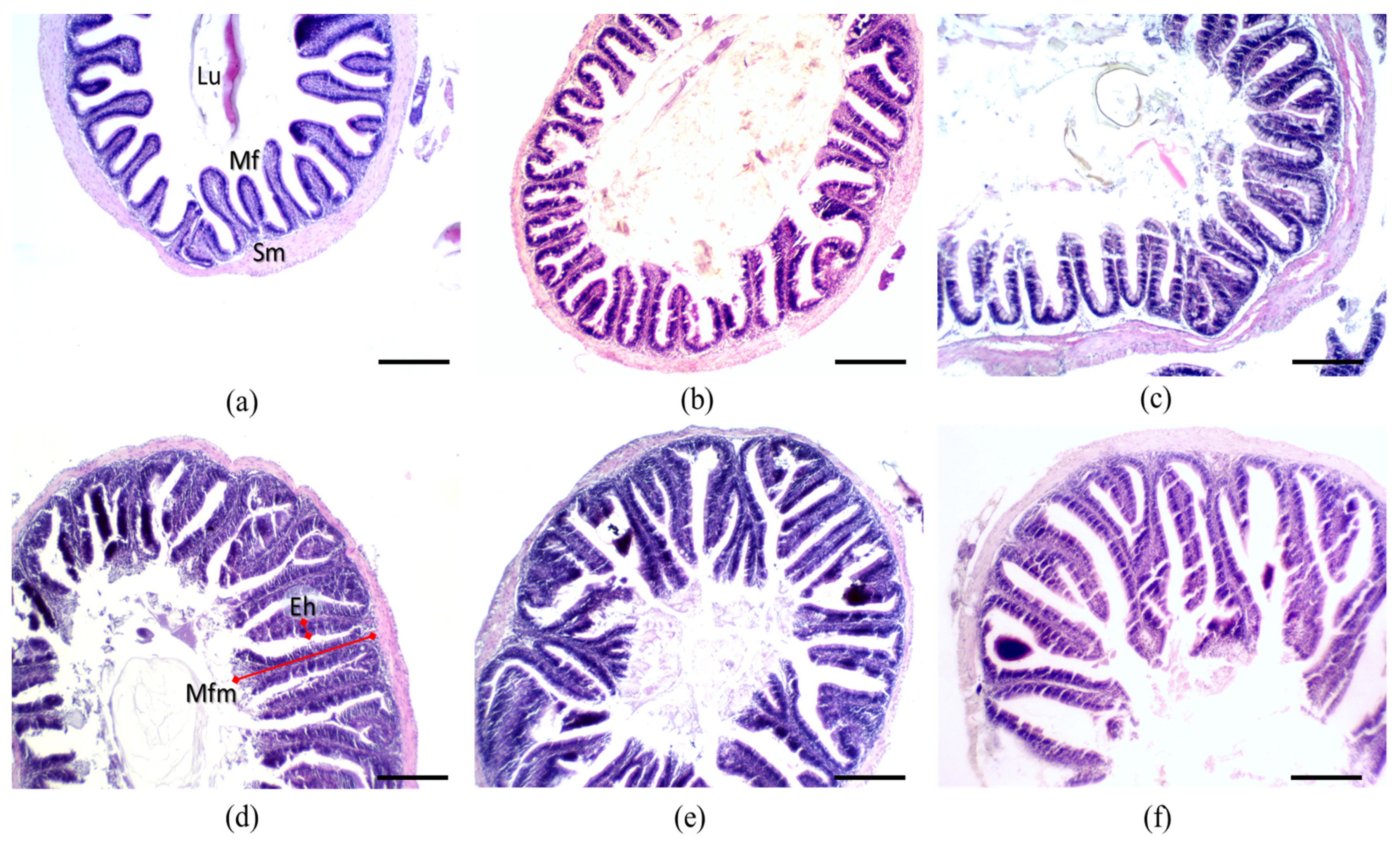 Biology 13 00531 g001