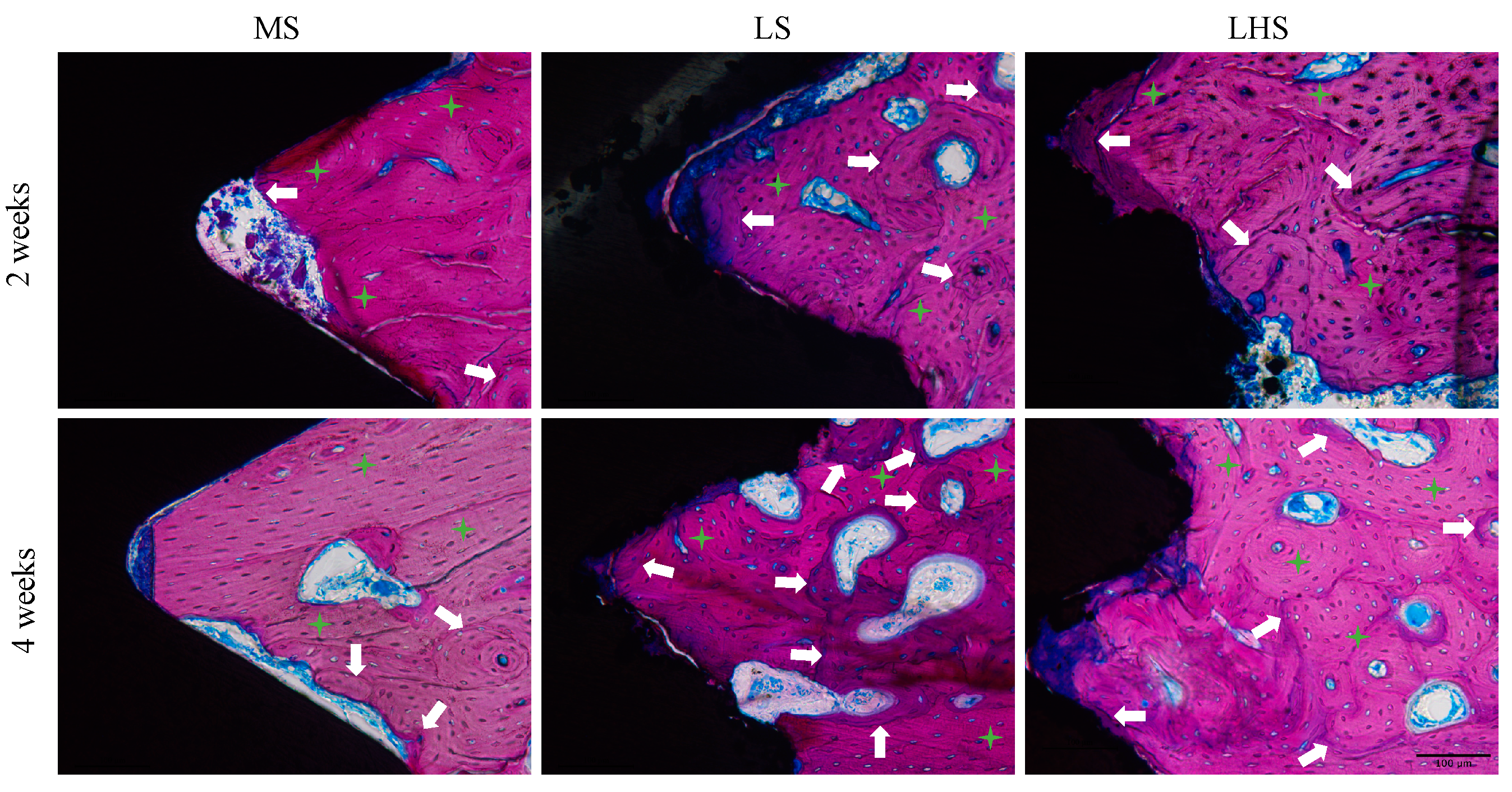 Biology 13 00533 g007