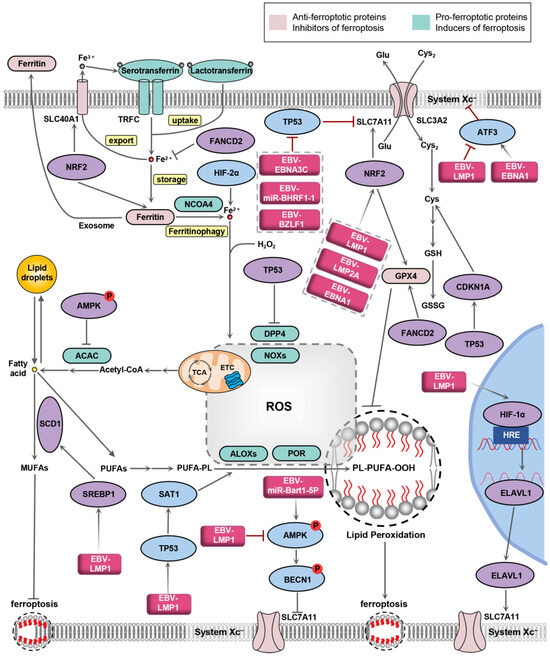 The Emerging Role of Ferroptosis in EBV-Associated Cancer The Emerging Role of Ferroptosis in EBV-Associated Cancer