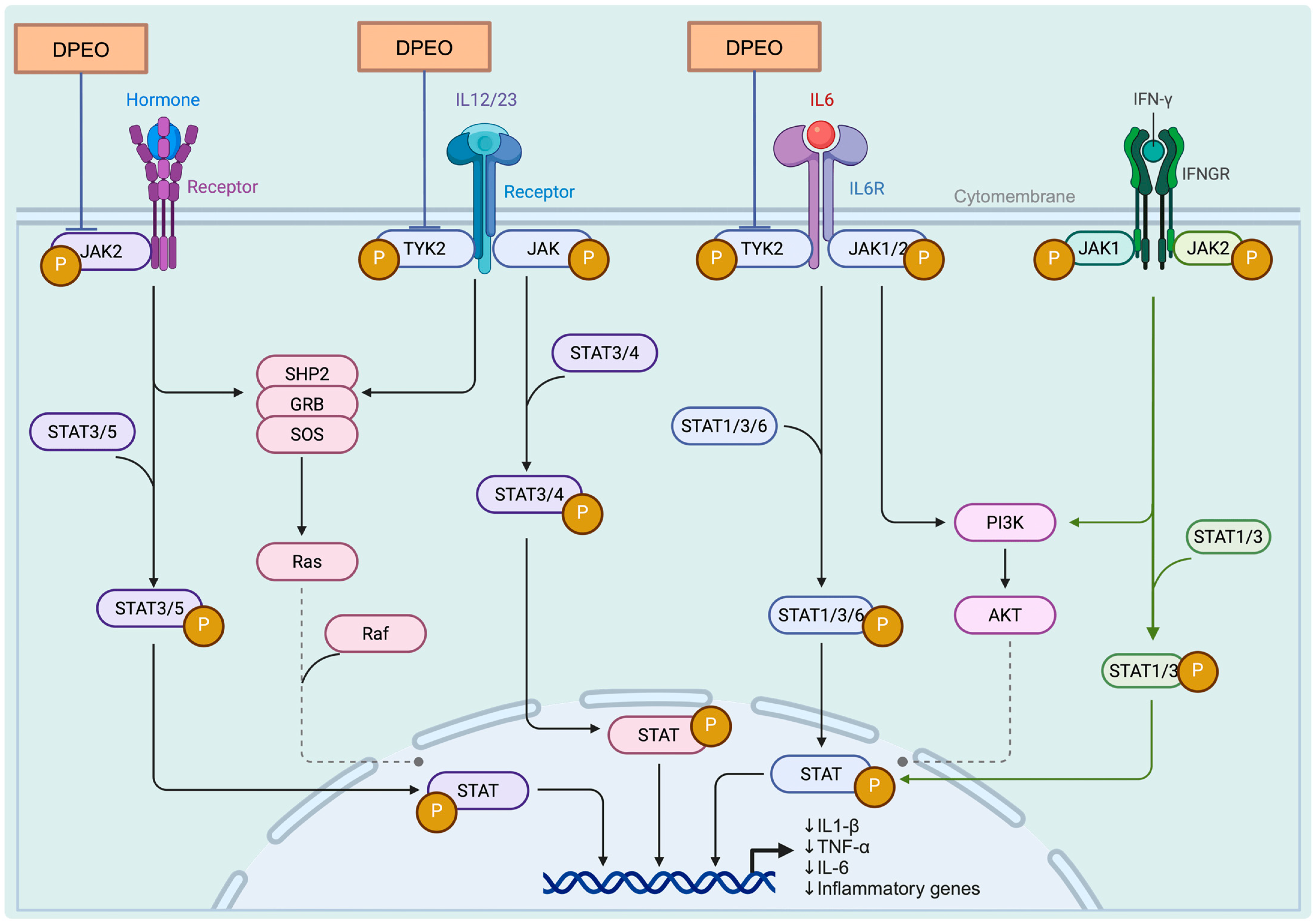 Biology 13 00544 g011