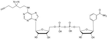 Biology 13 00555 i006