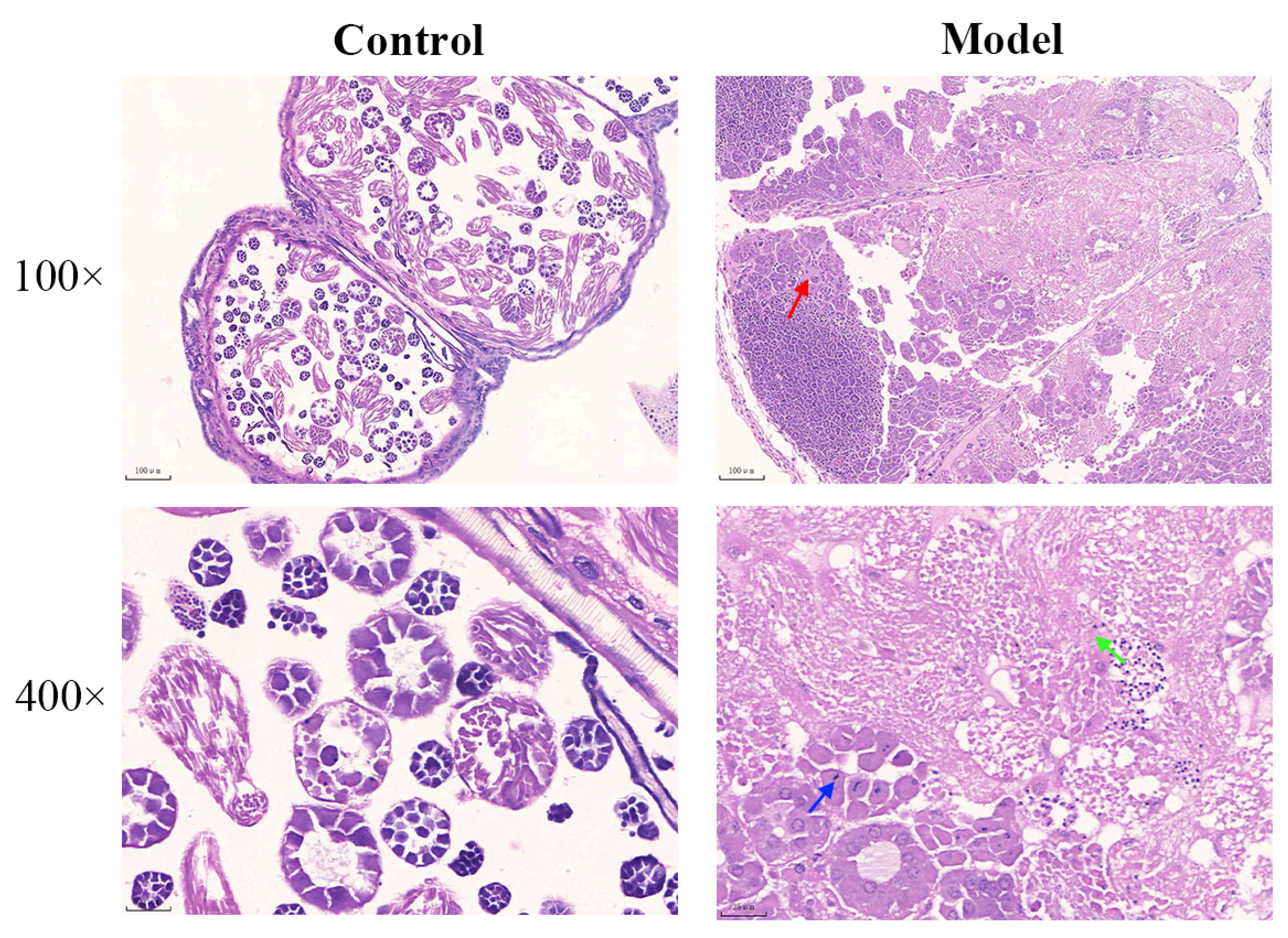 Biology 13 00557 g004