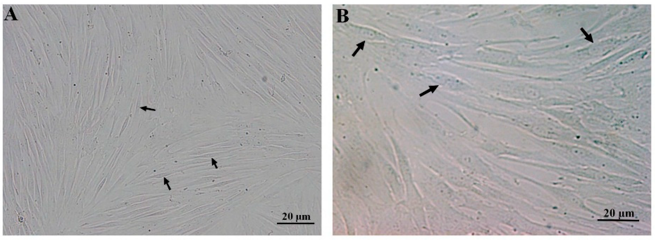 Biology 13 00560 g001 Biology 13 00560 g001