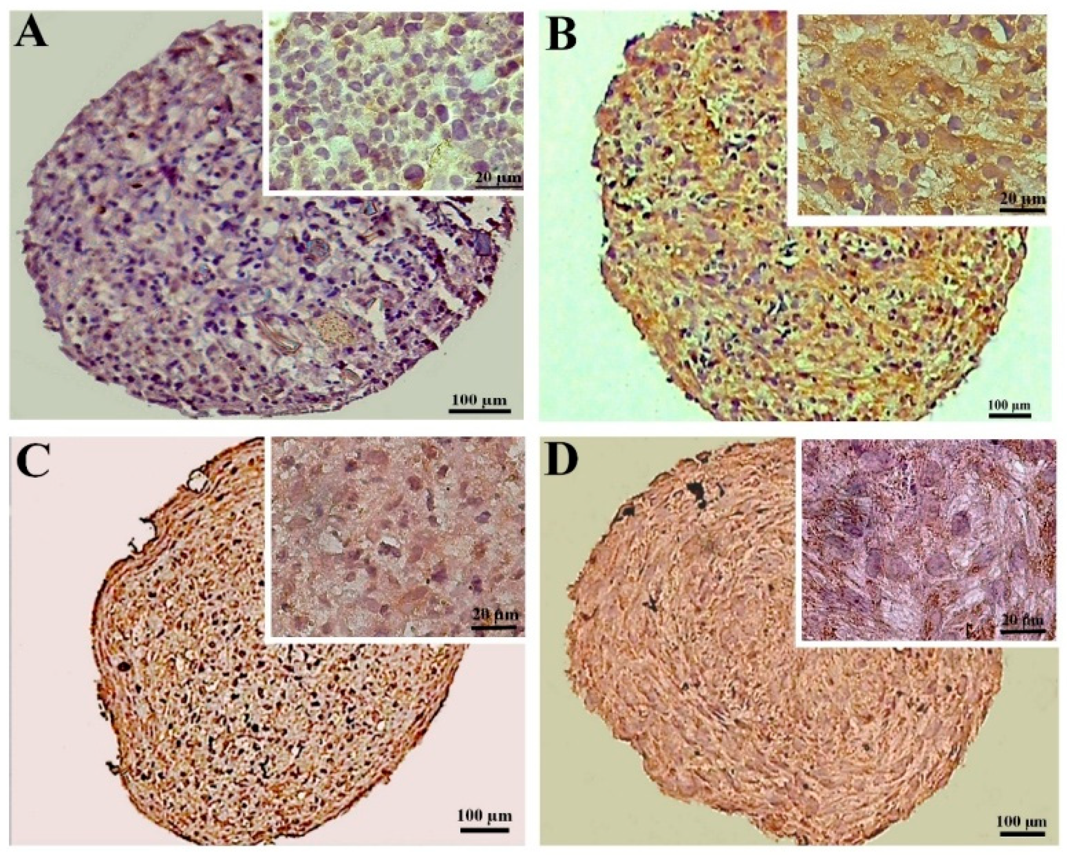 Biology 13 00560 g006 Biology 13 00560 g006
