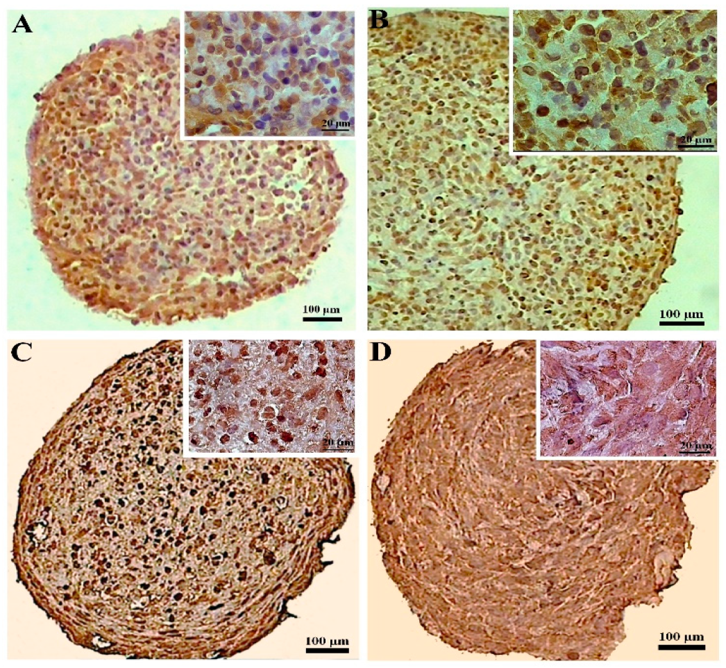 Biology 13 00560 g007 Biology 13 00560 g007