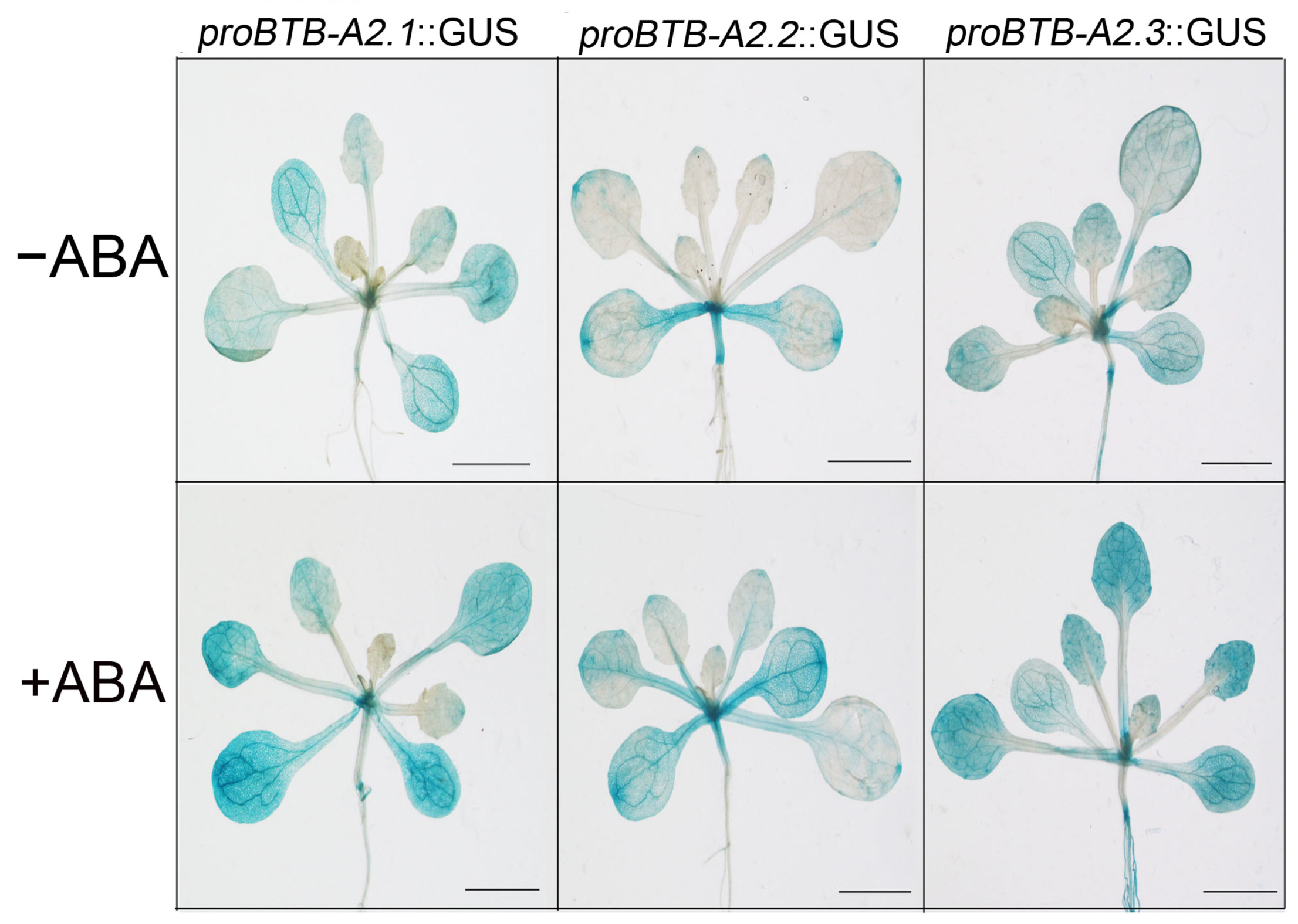 Biology 13 00561 g003