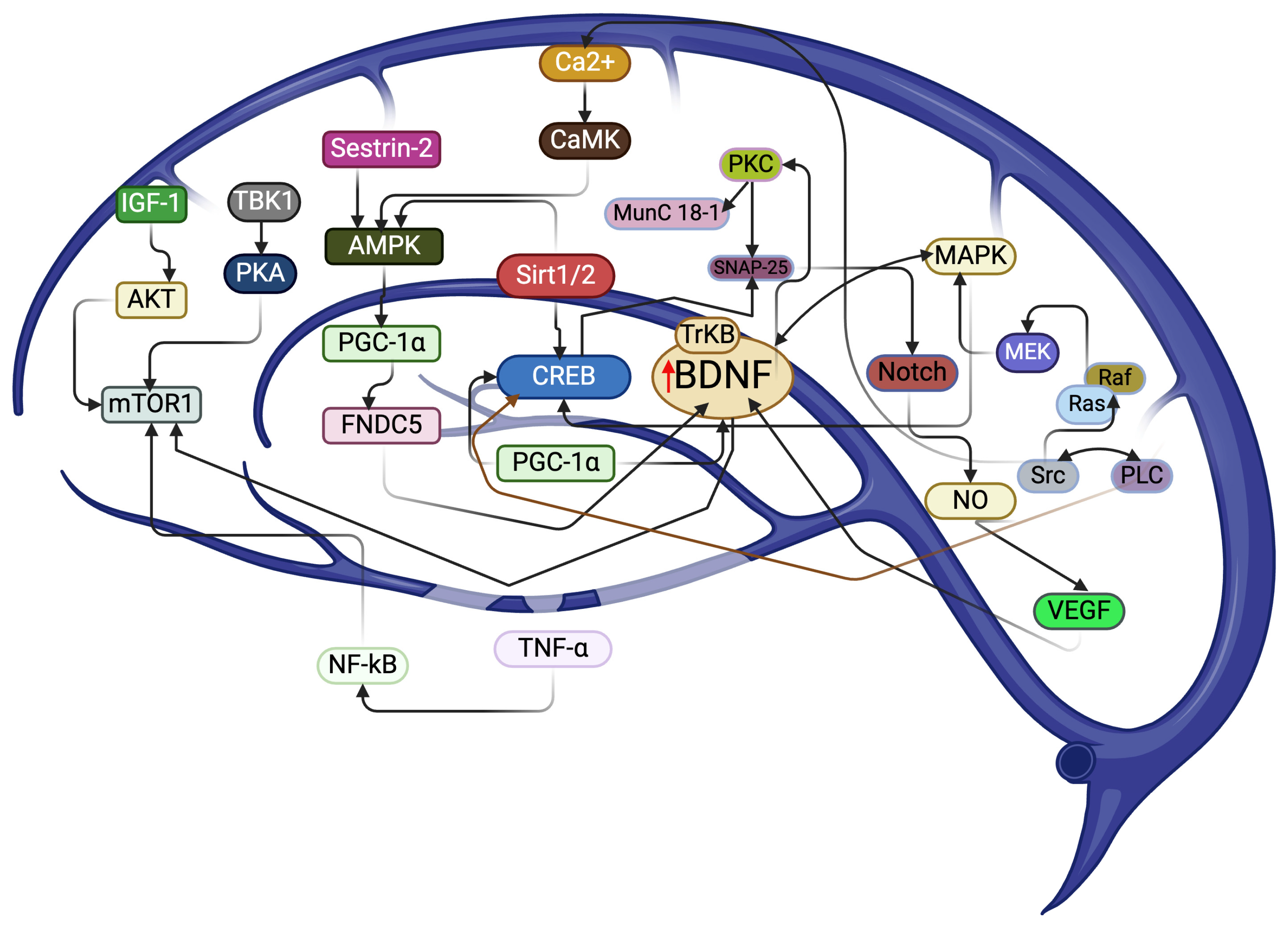 Biology 13 00562 g001 Biology 13 00562 g001