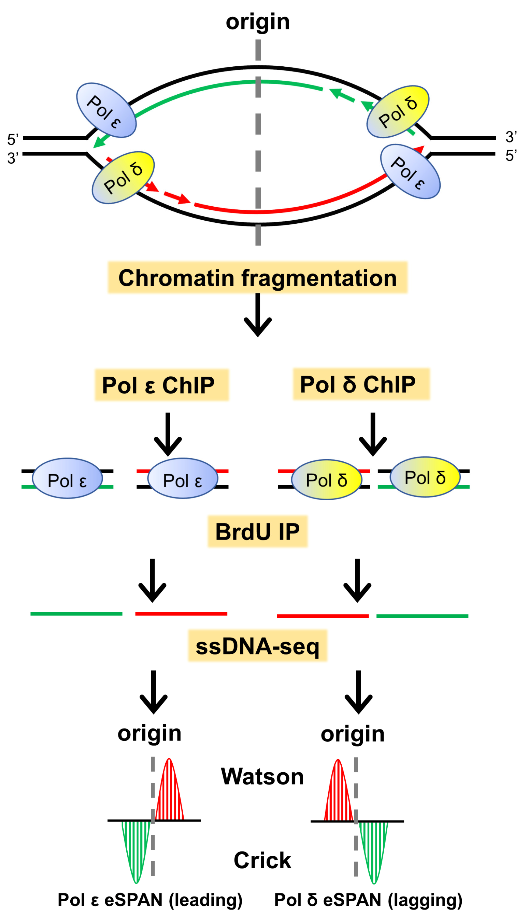 The Role of the MCM2-7 Helicase Subunit MCM2 in Epigenetic Inheritance
