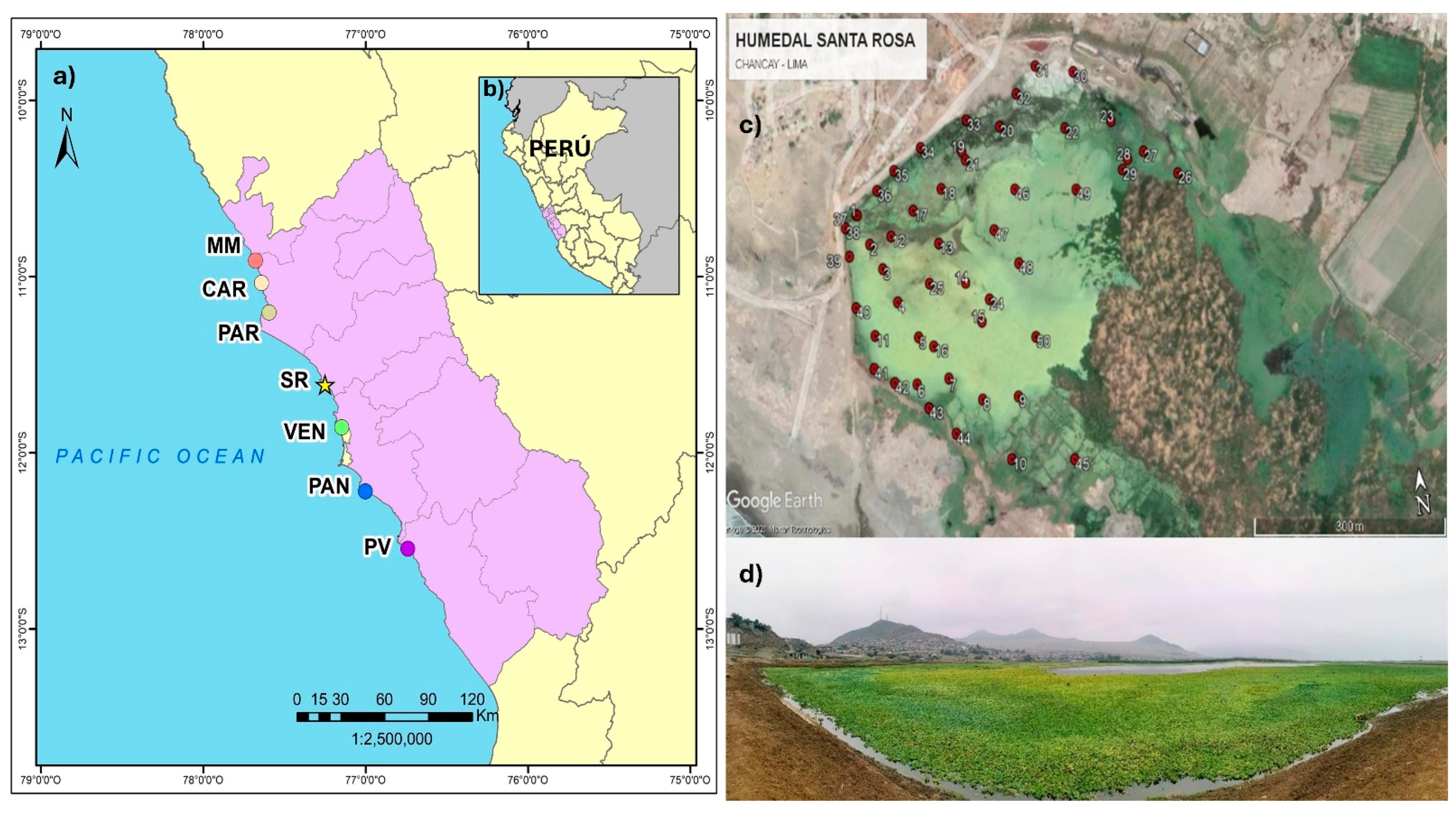 Biology 13 00573 g001