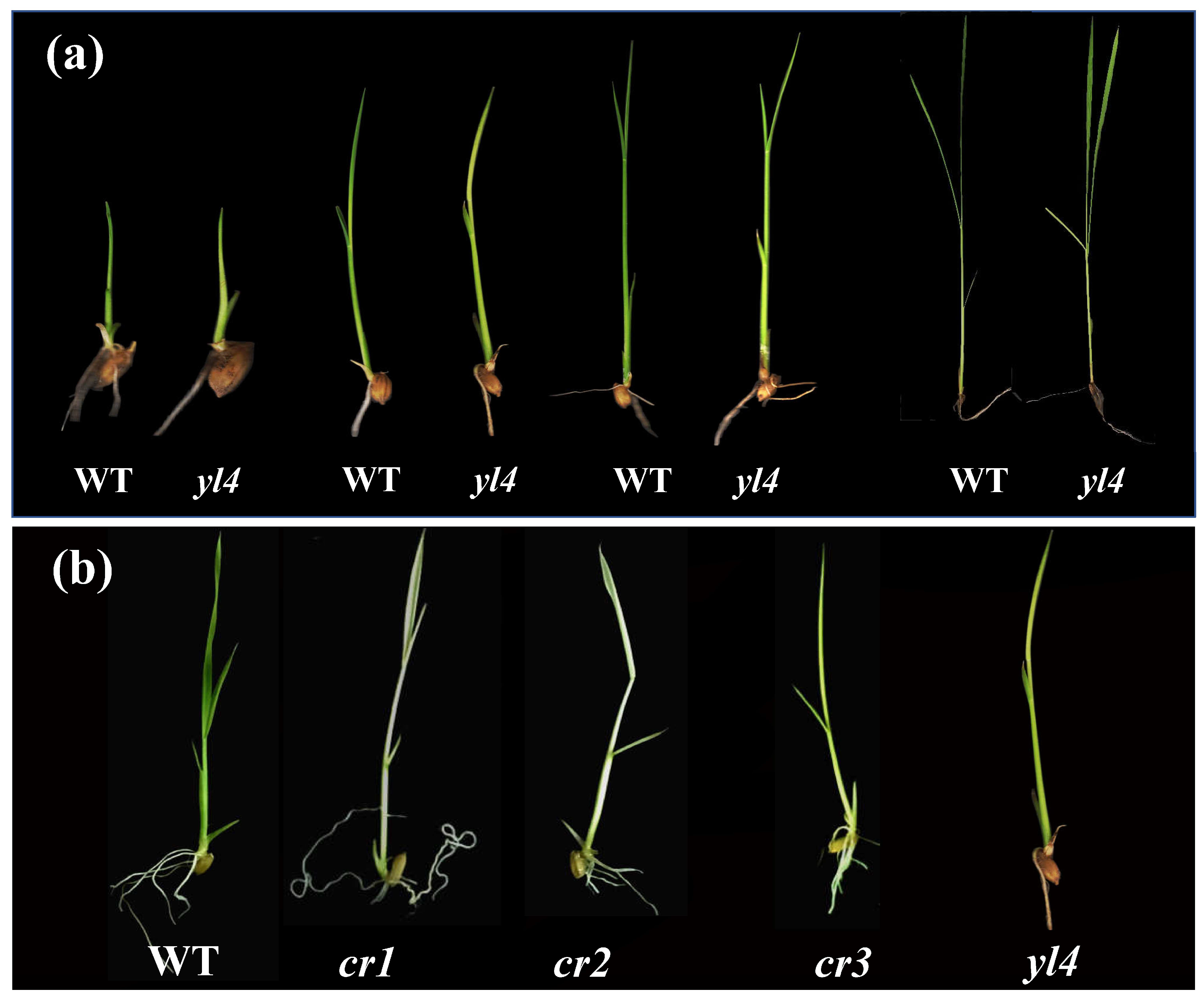 Biology 13 00580 g001
