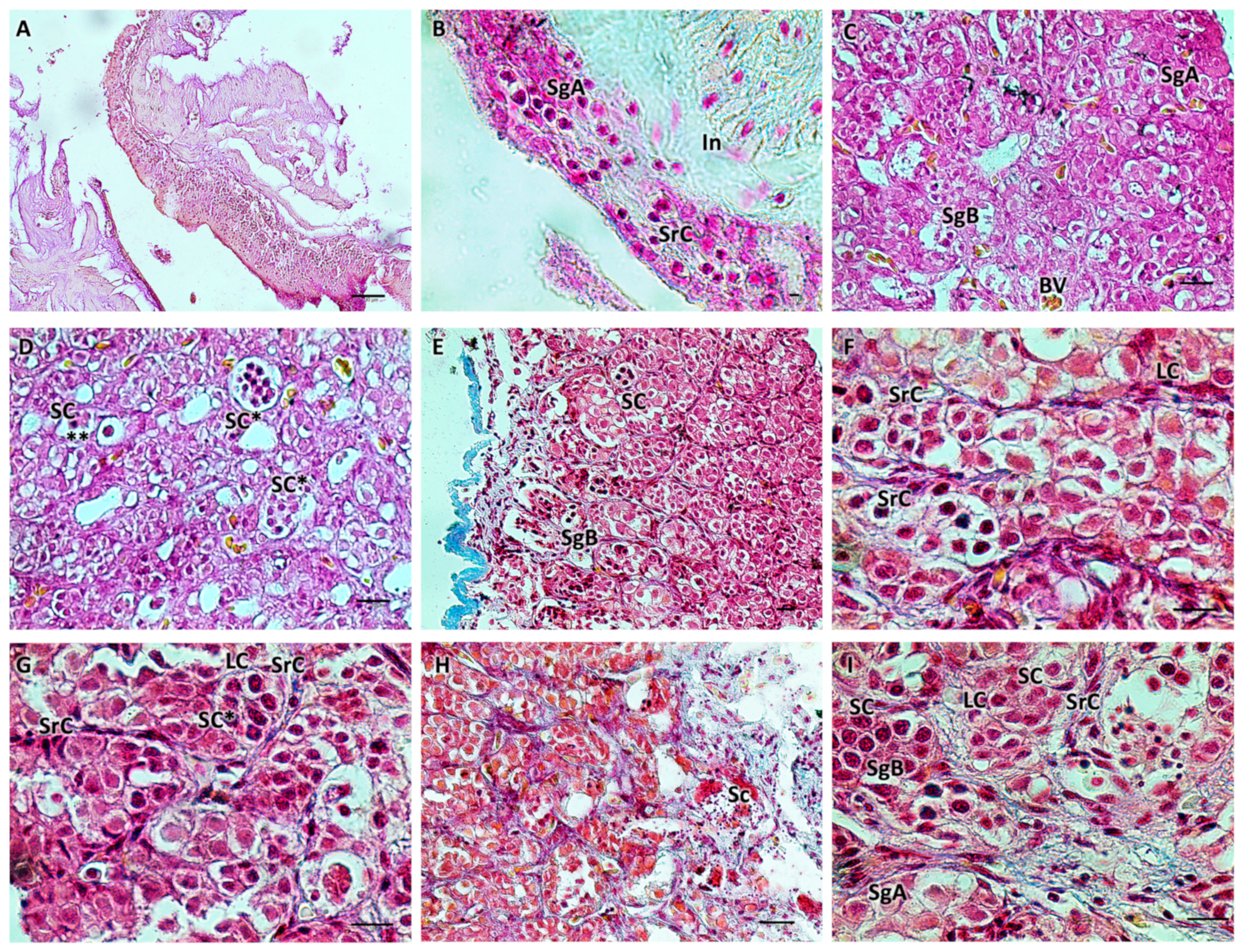 Biology 13 00587 g001 Biology 13 00587 g001