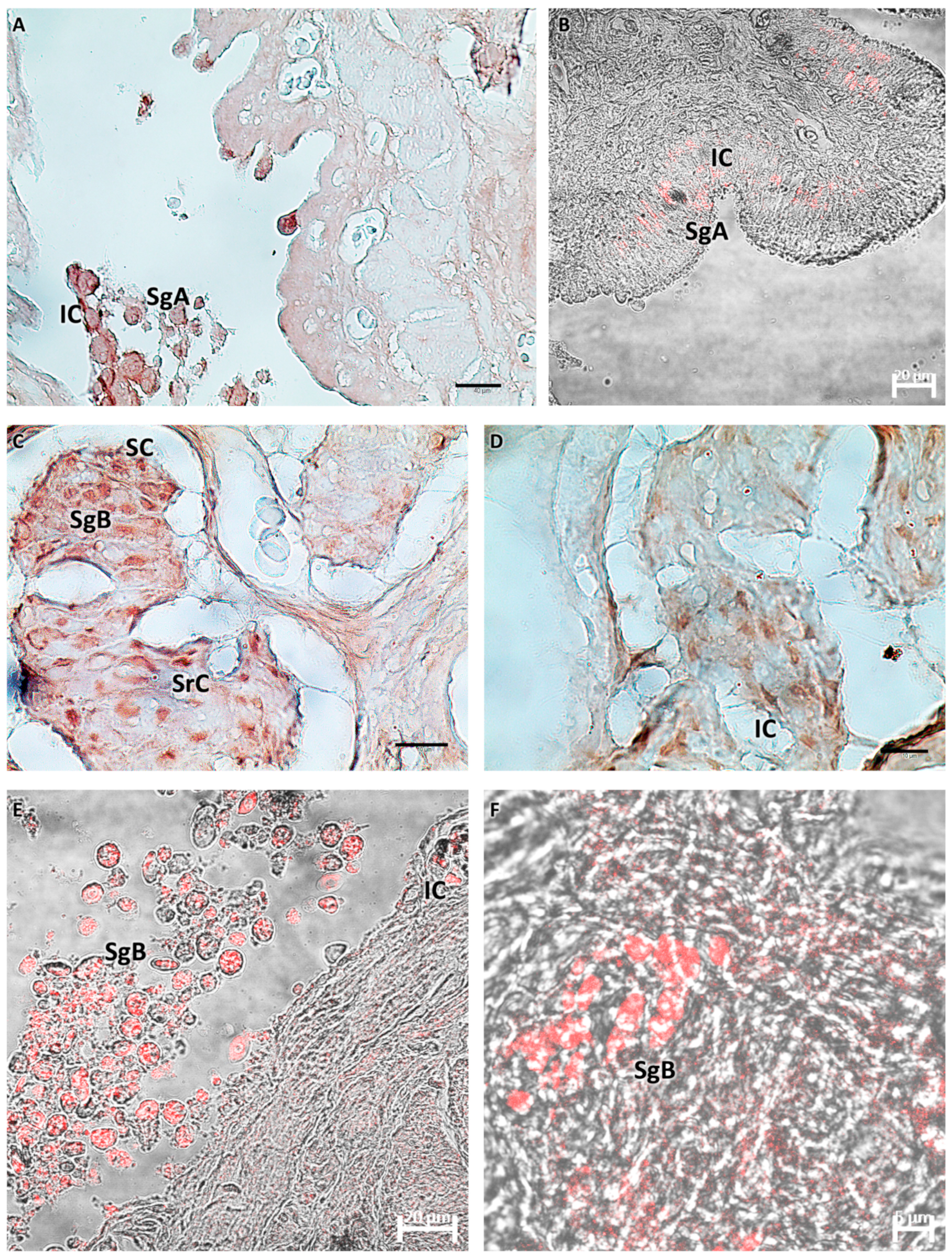 Biology 13 00587 g005 Biology 13 00587 g005