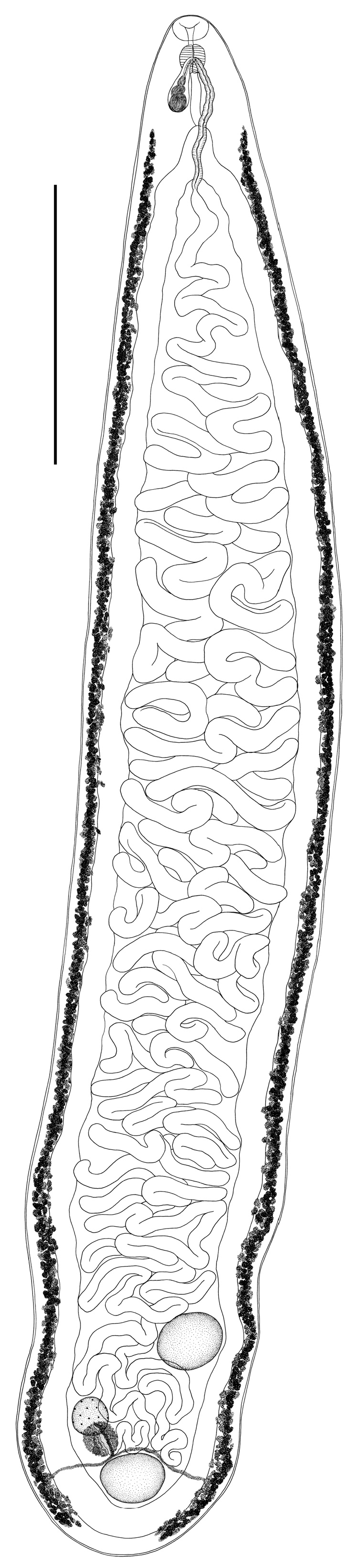 Biology 13 00621 g001 Biology 13 00621 g001