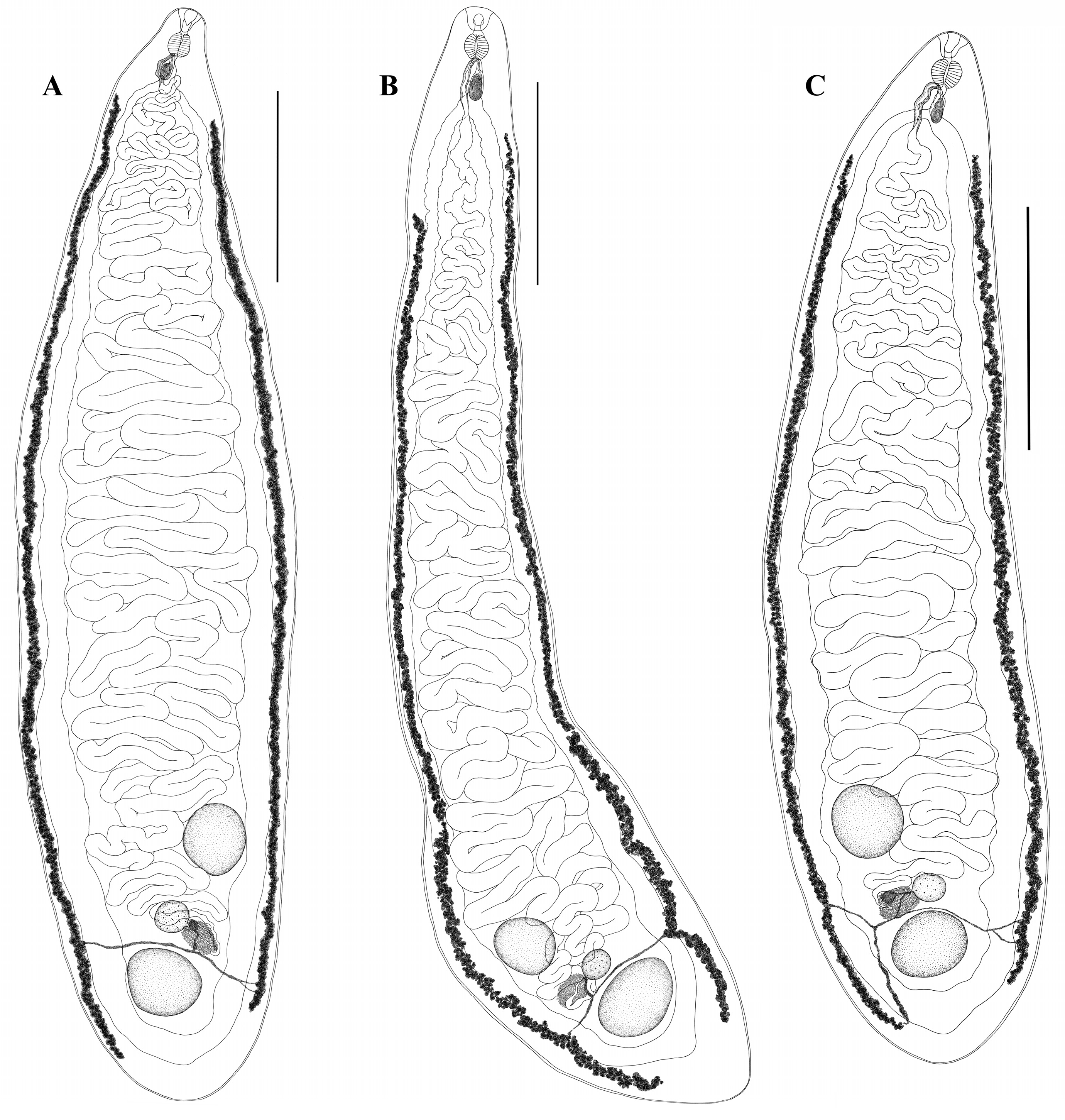 Biology 13 00621 g002 Biology 13 00621 g002
