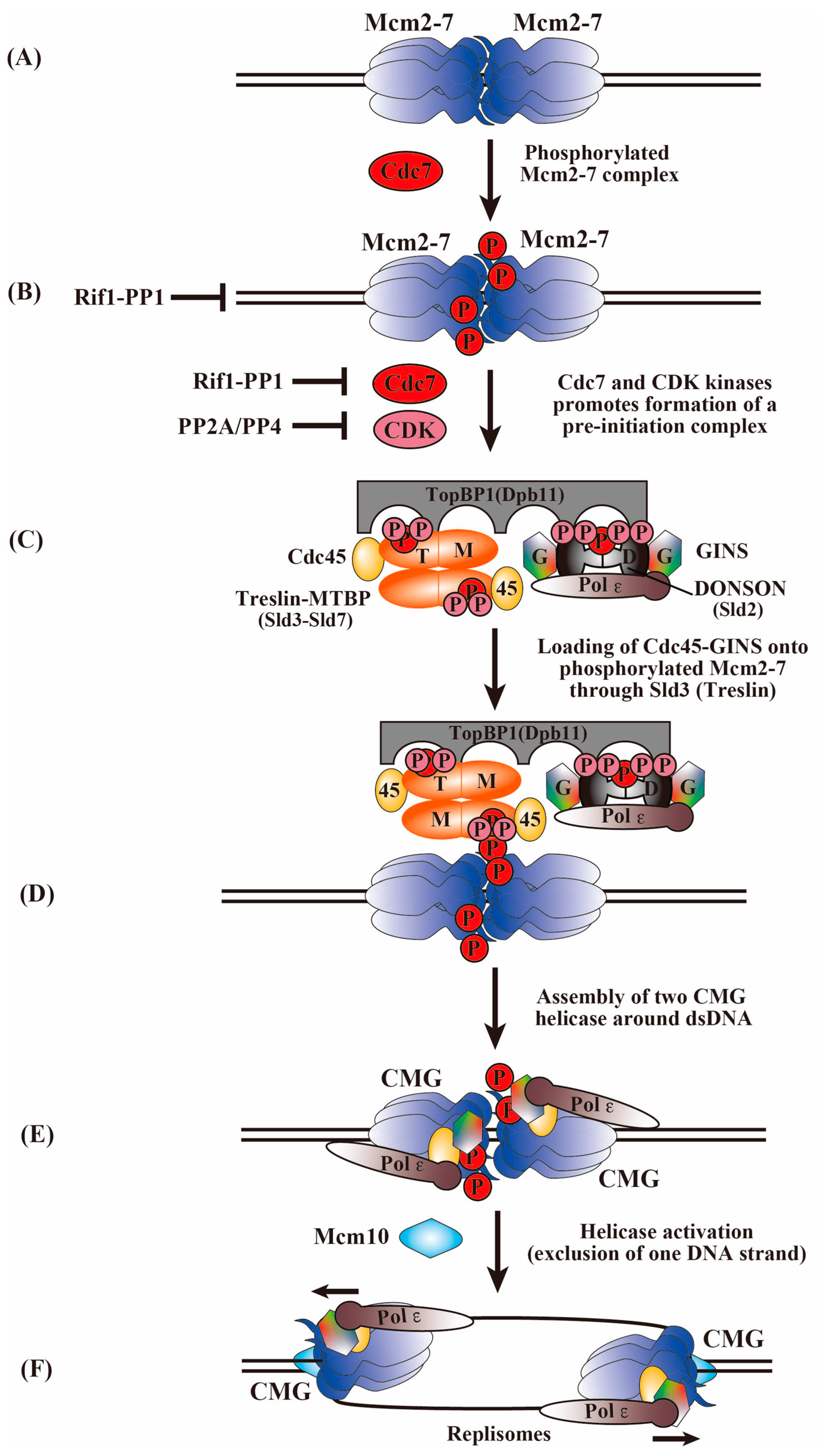 Biology 13 00629 g001 Biology 13 00629 g001