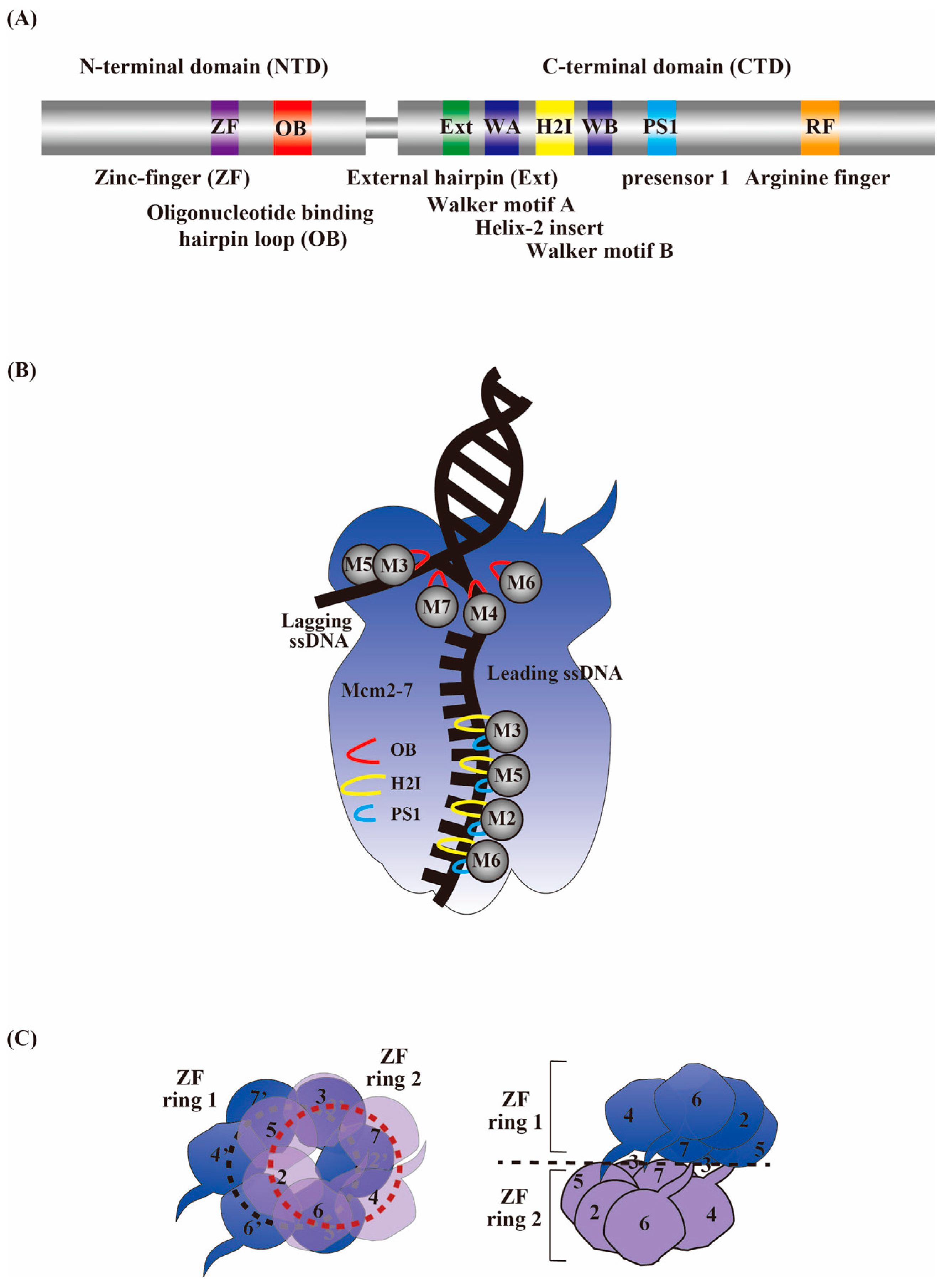 Biology 13 00629 g002 Biology 13 00629 g002