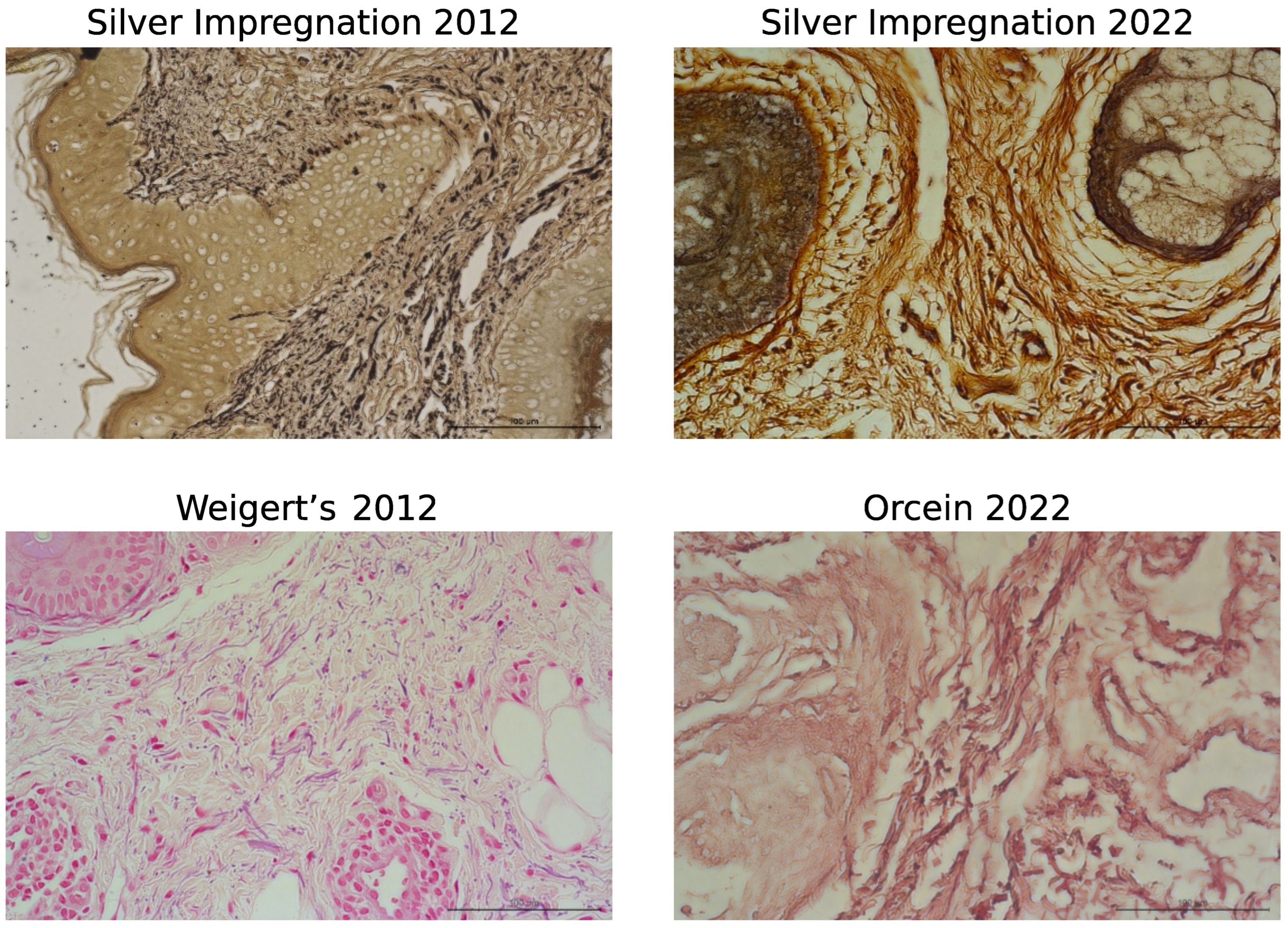 Biology 13 00636 g003b