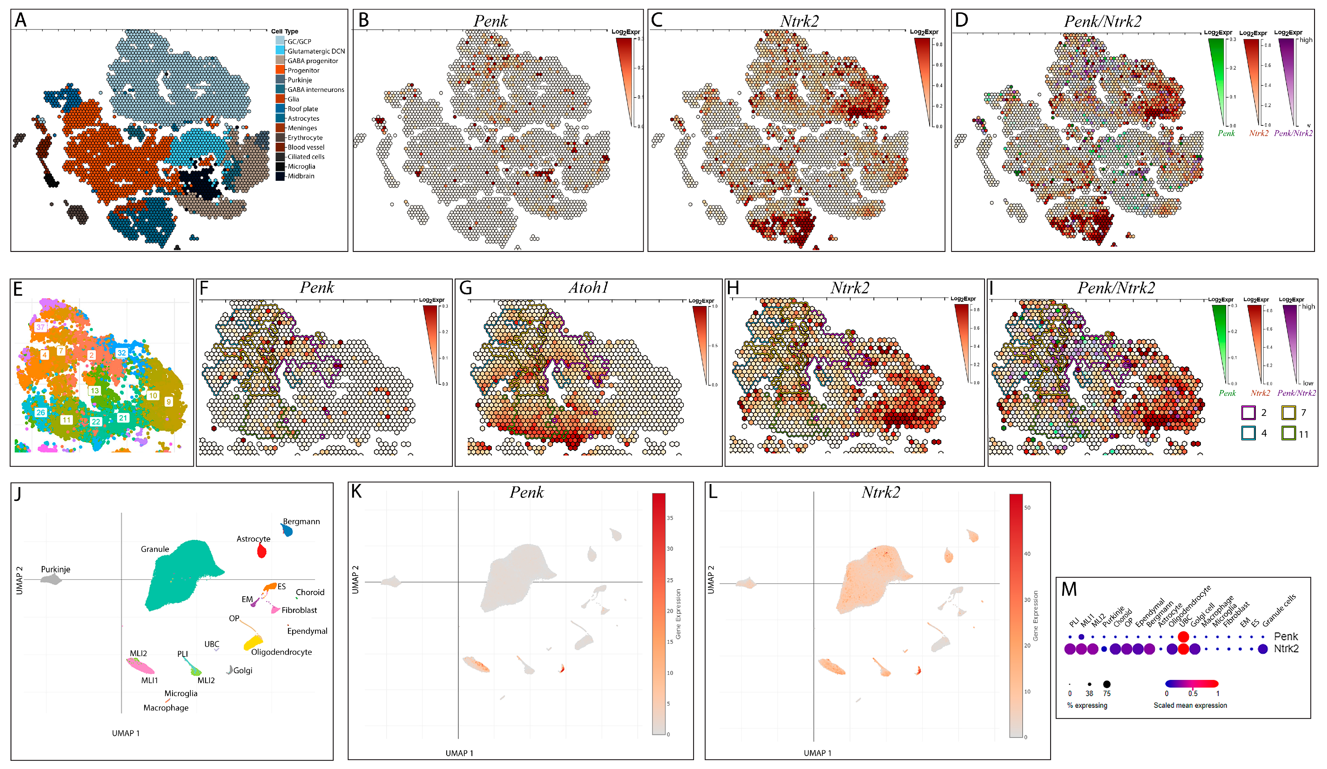Biology 13 00637 g001