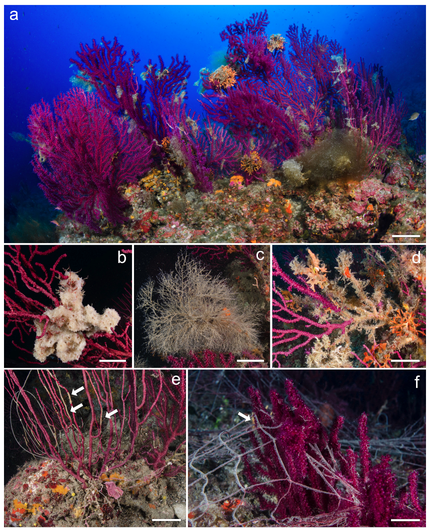 Biology 13 00642 g002