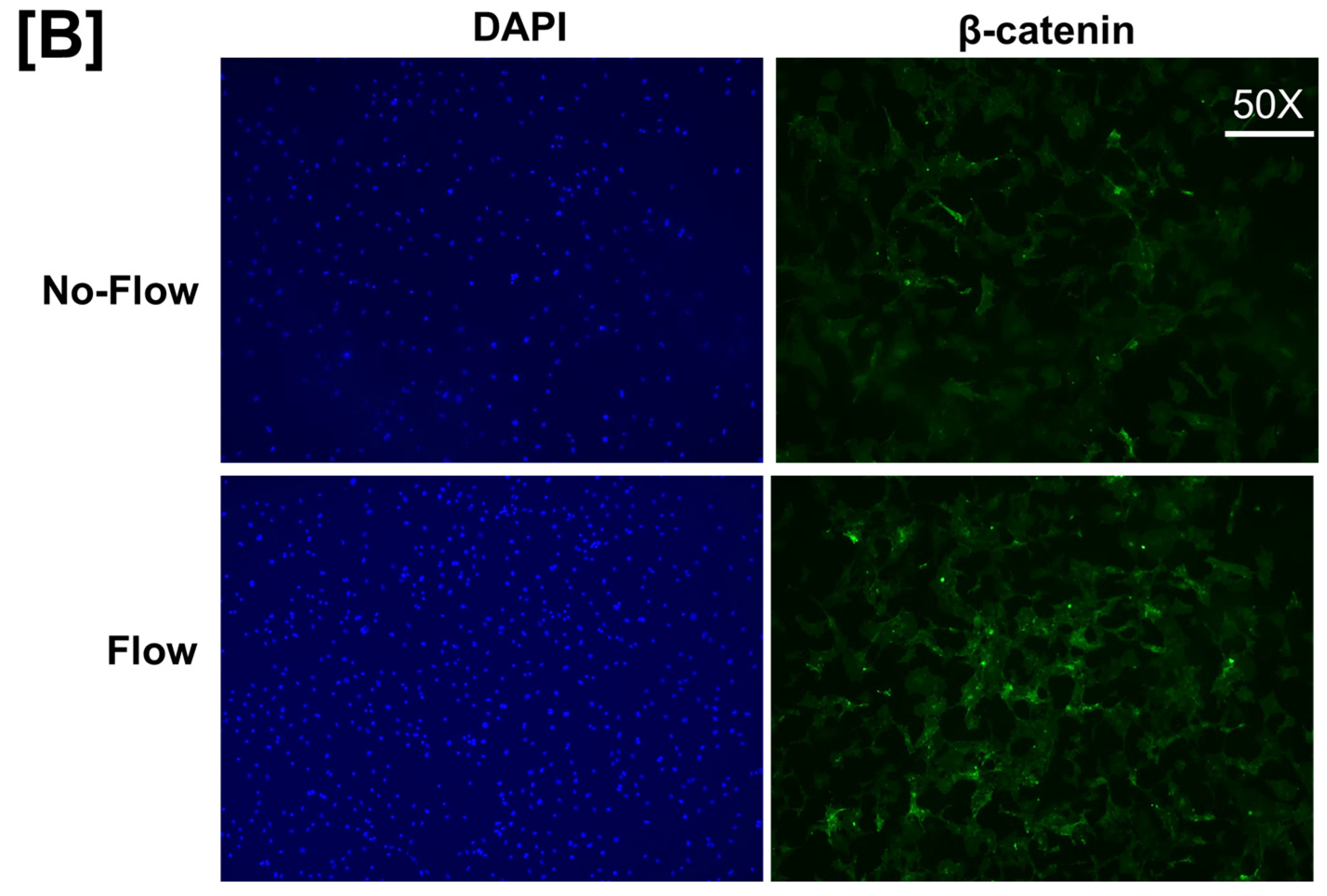 Biology 13 00646 g004b