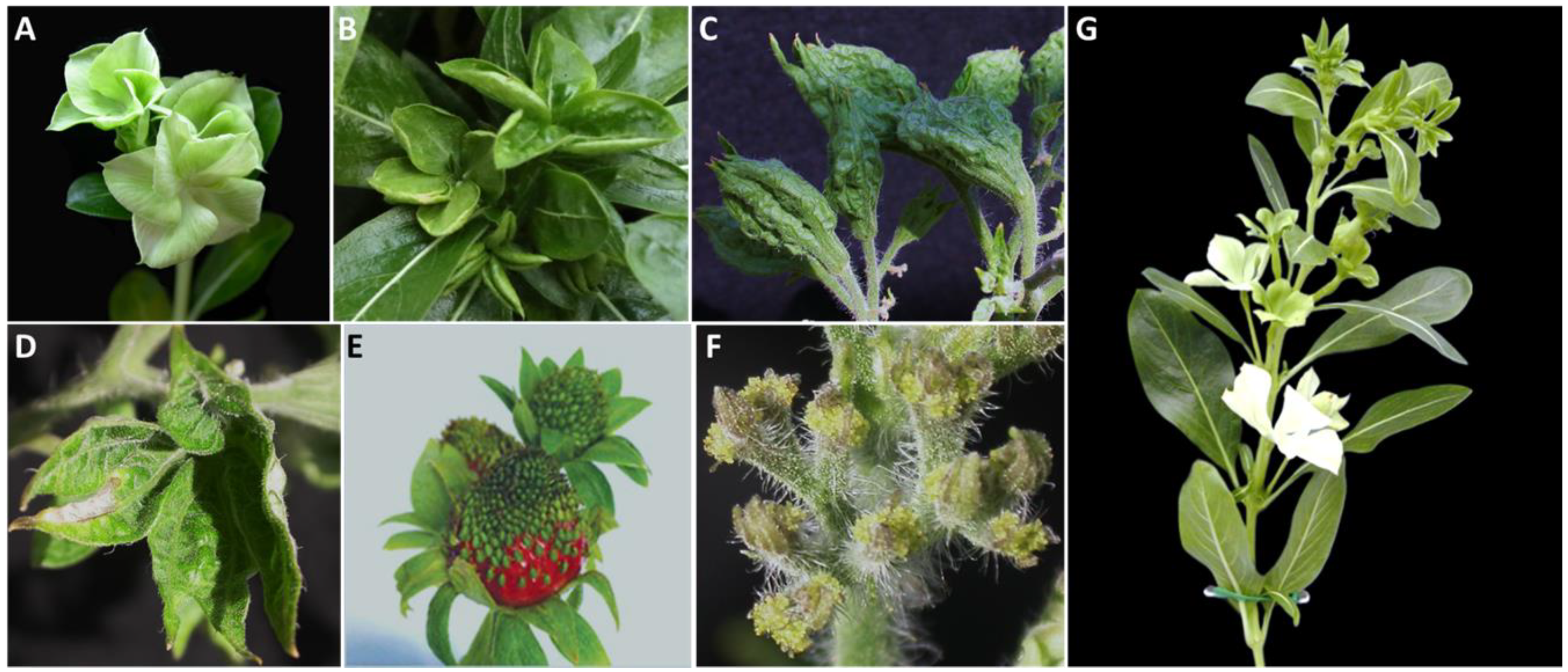 Biology 13 00657 g002