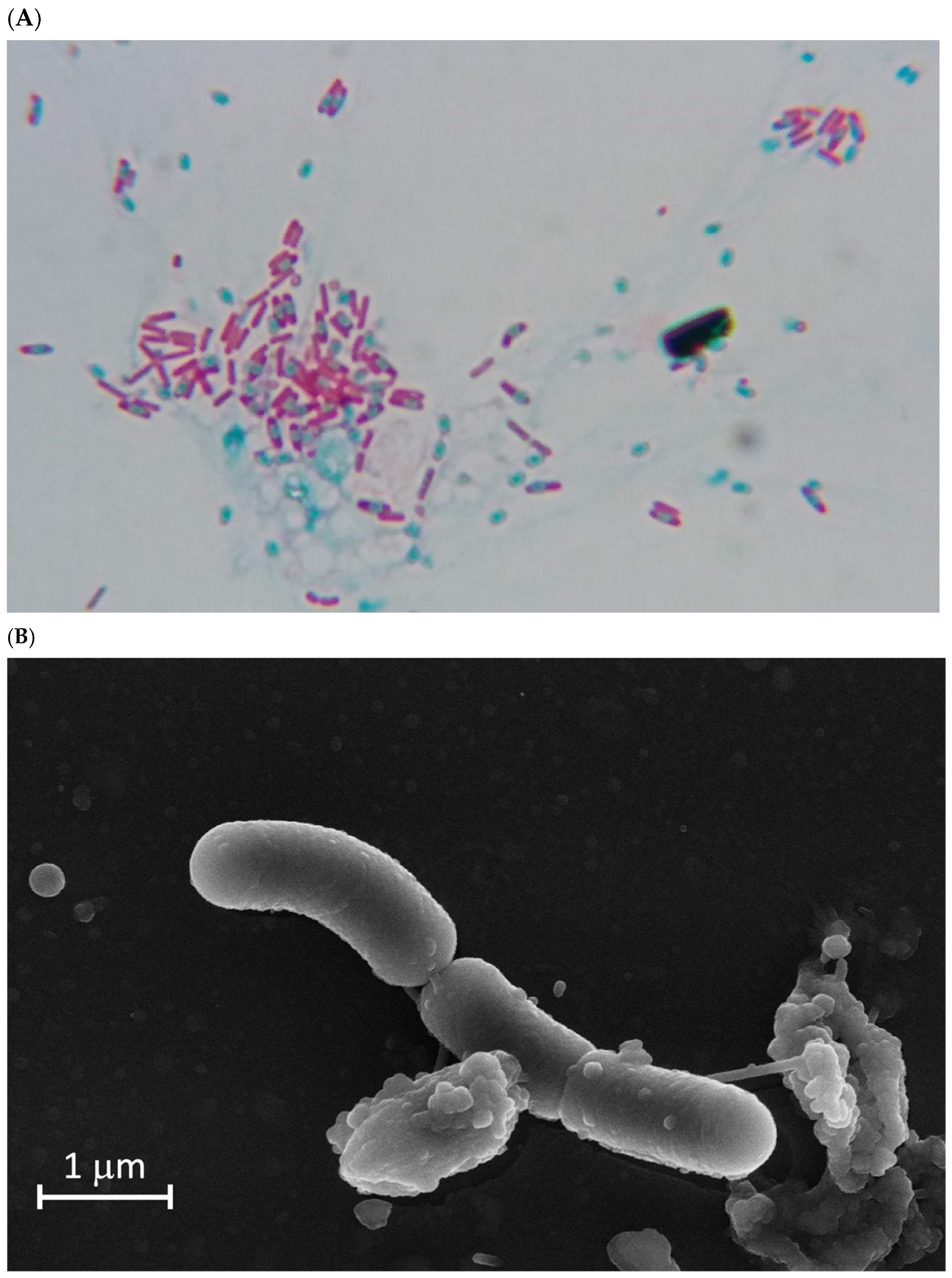 Biology 13 00668 g002a