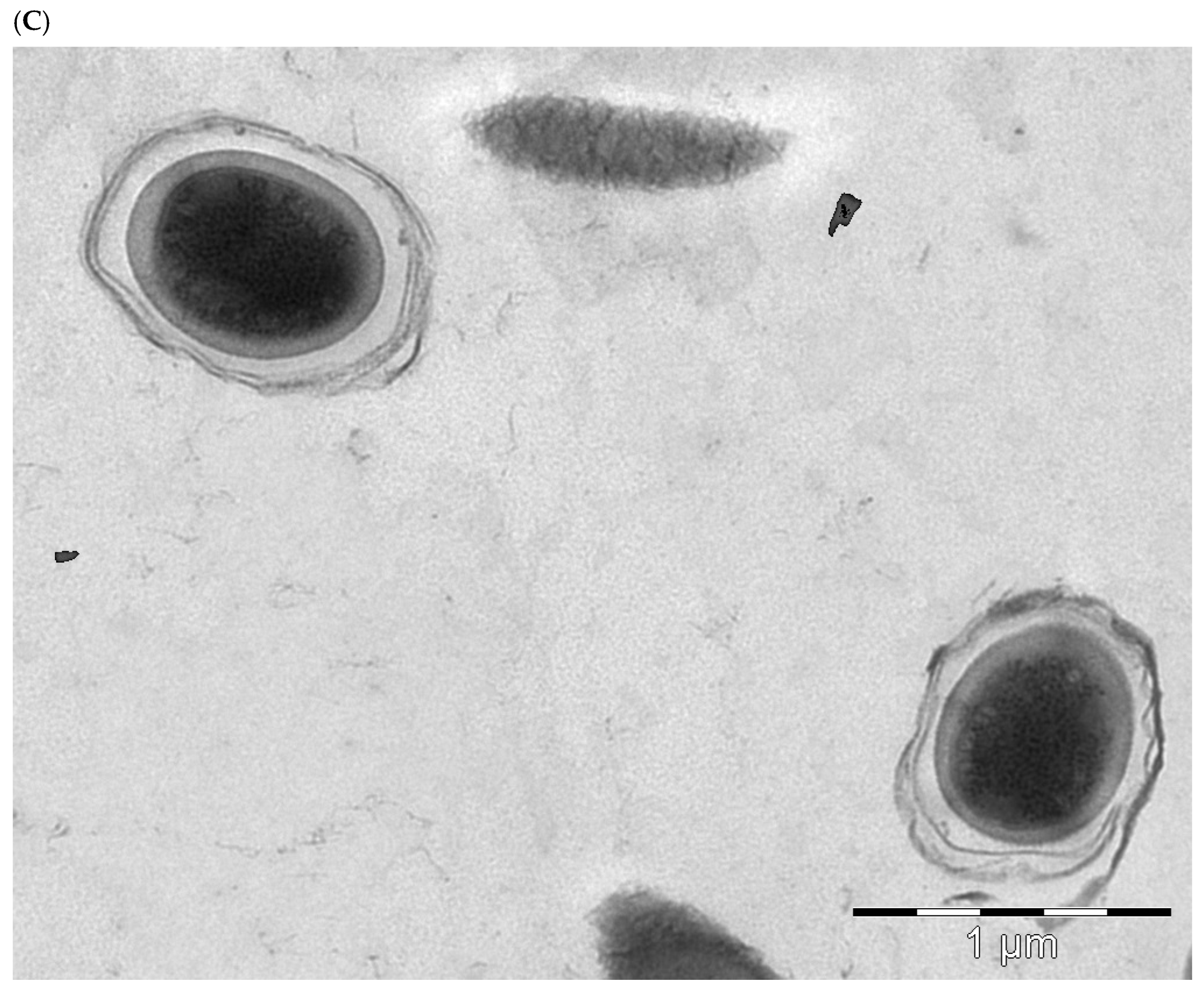 Biology 13 00668 g002b