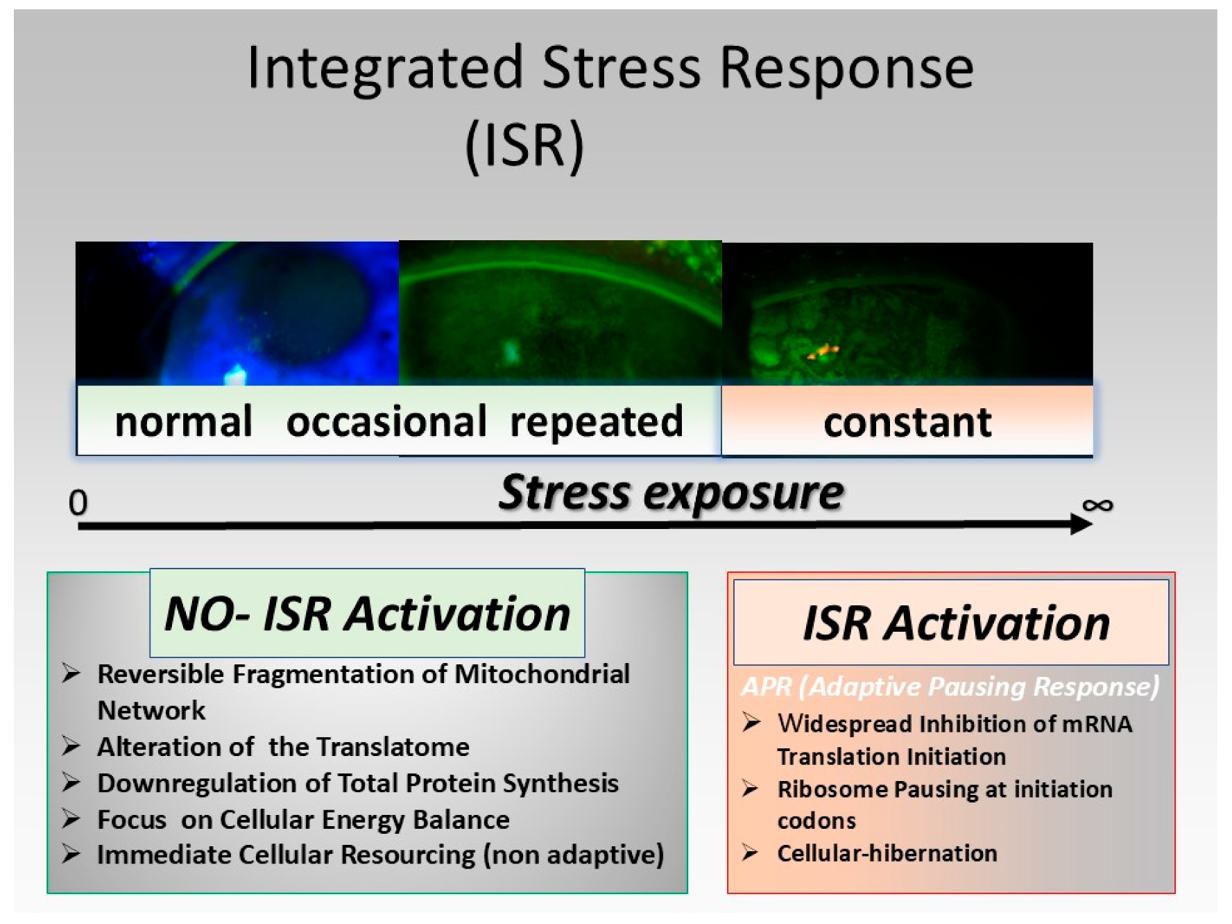 Biology 13 00669 g004 Biology 13 00669 g004