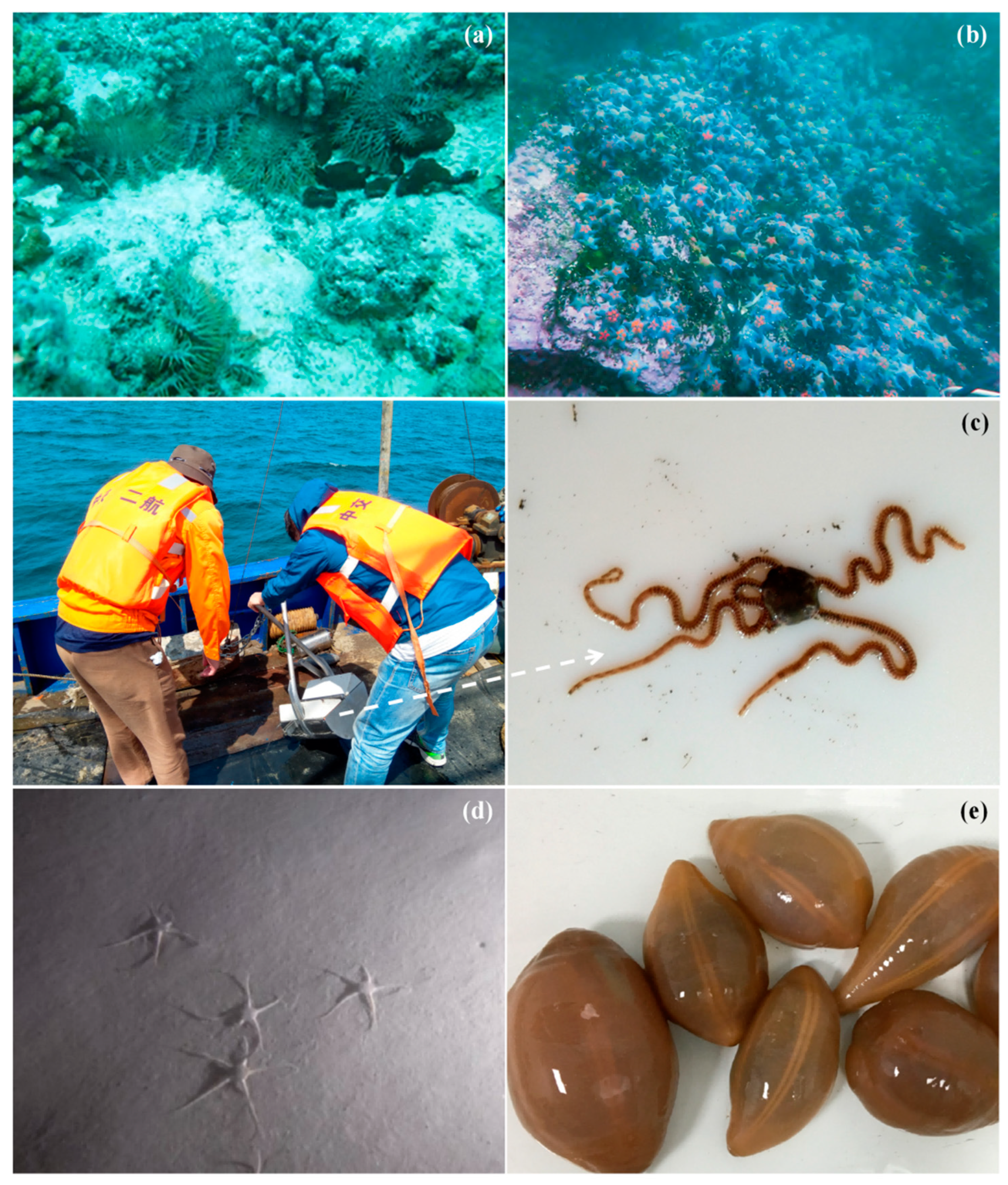 Typical Marine Ecological Disasters in China Attributed to