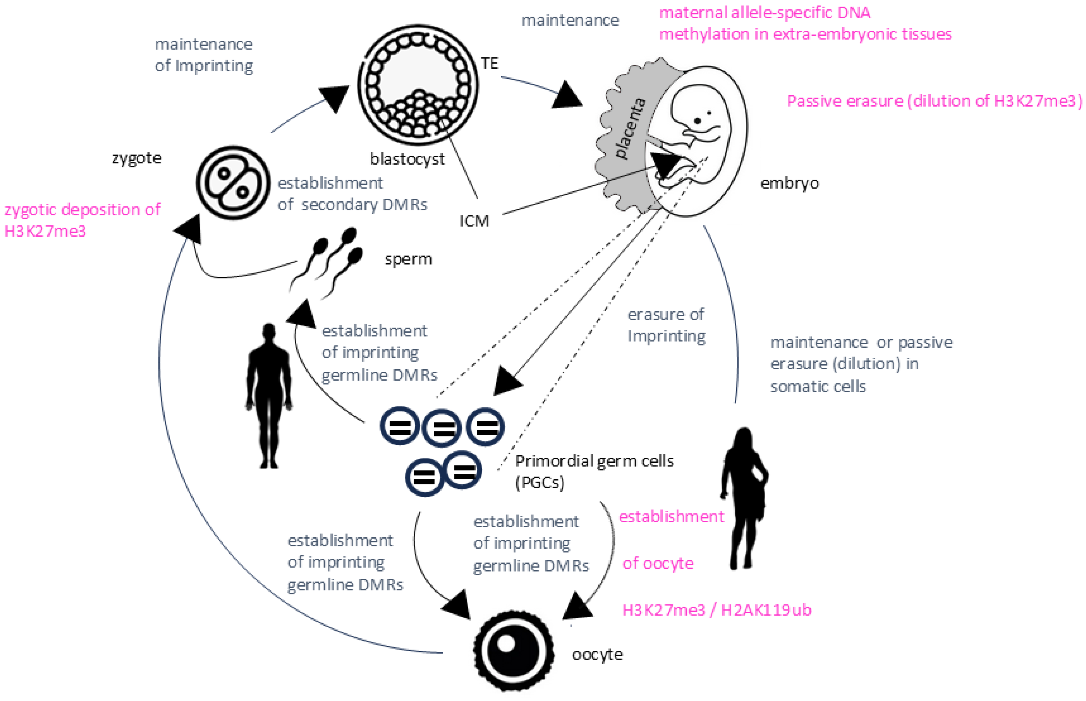 Biology 13 00682 g003 Biology 13 00682 g003