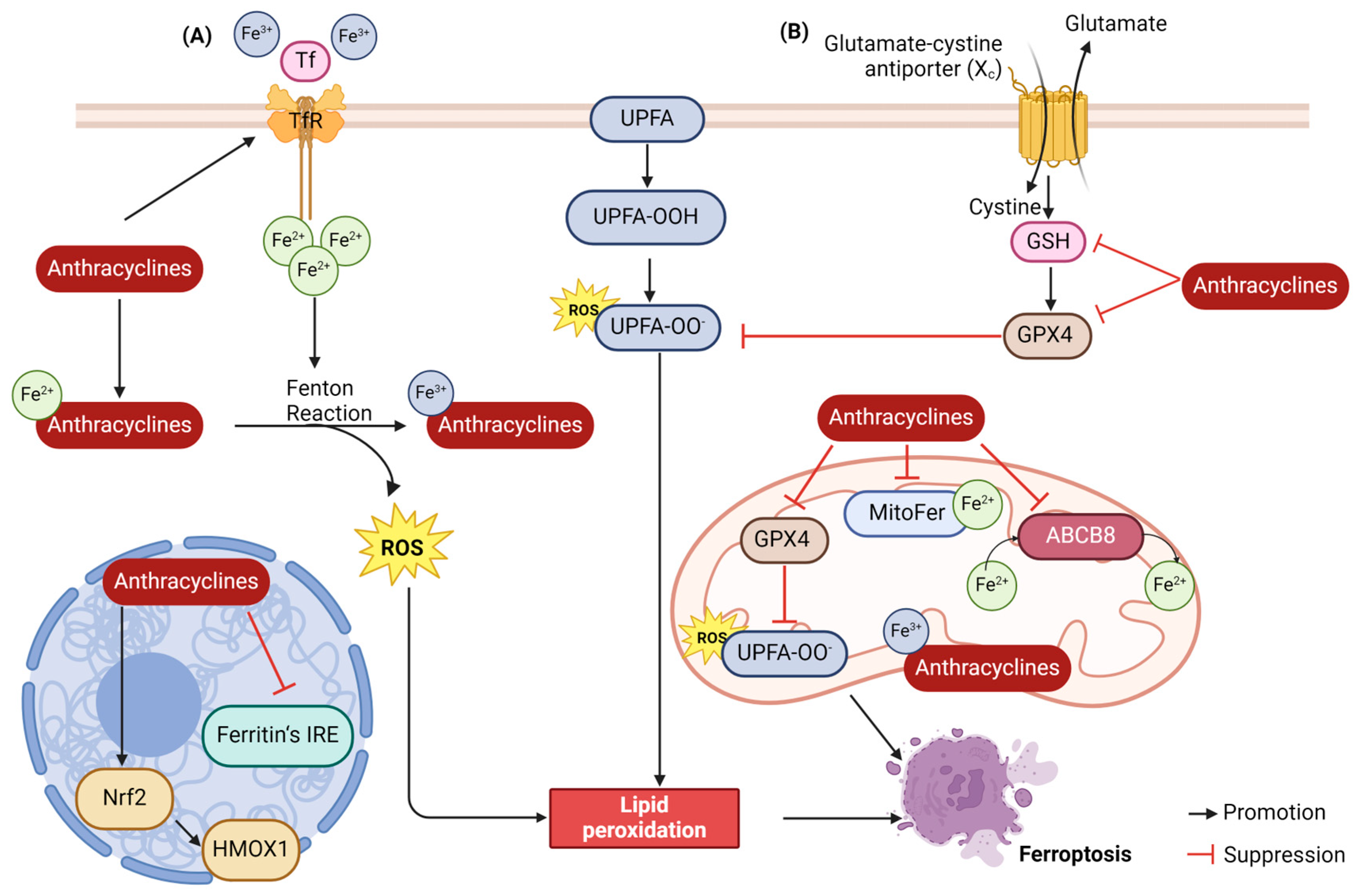 Biology 13 00689 g004