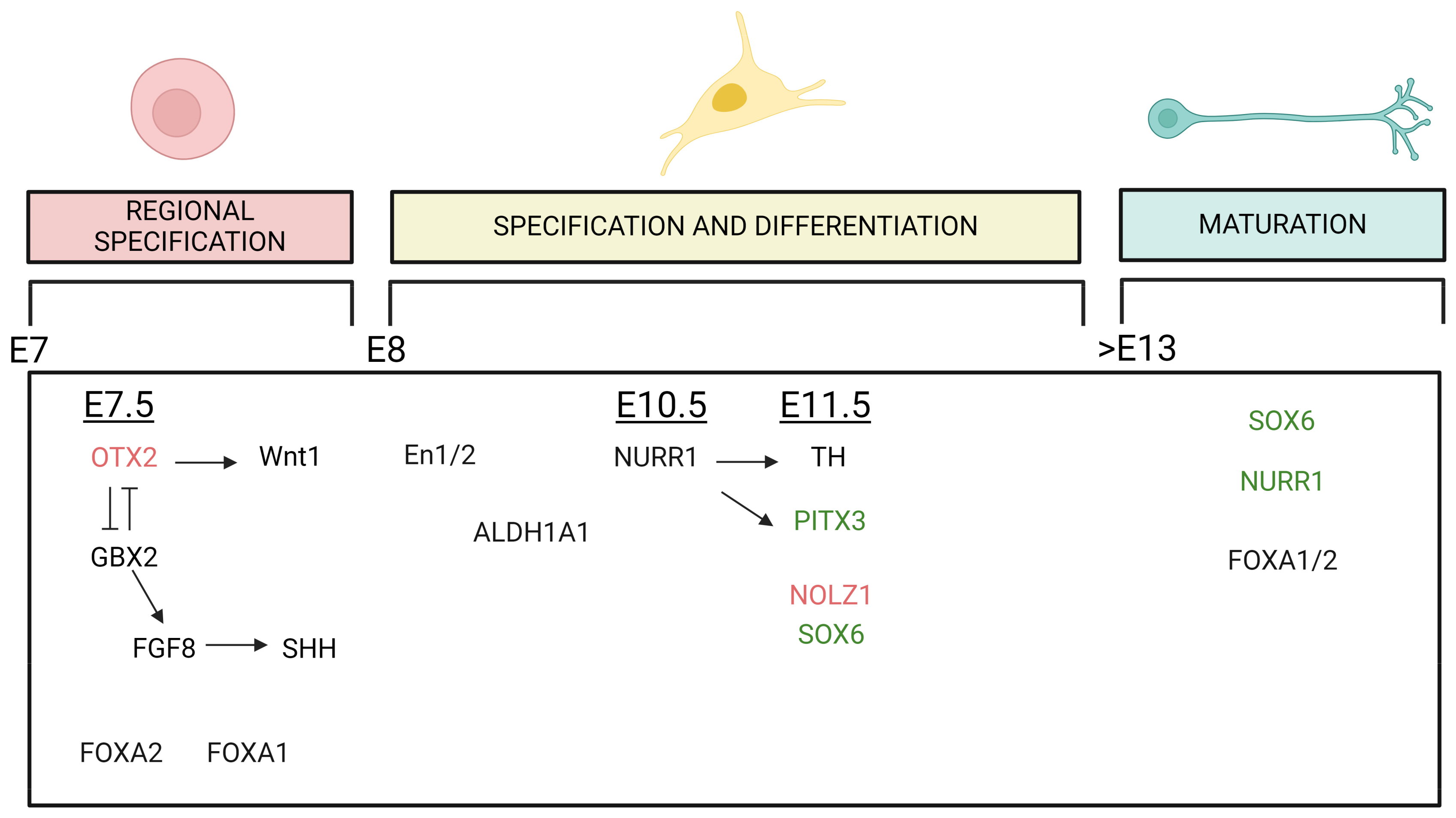 Biology 13 00690 g002 Biology 13 00690 g002