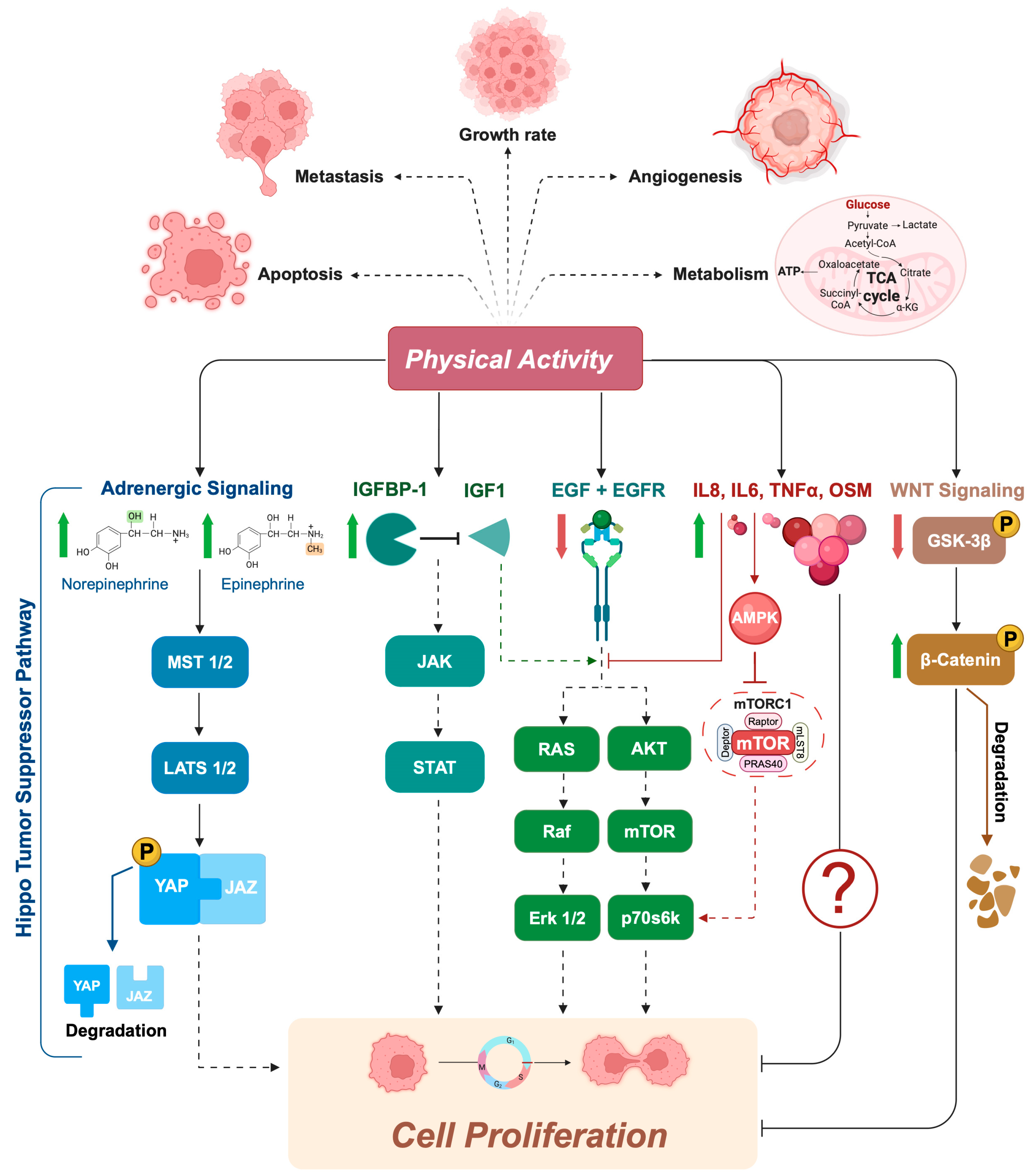 Biology 13 00701 g001 Biology 13 00701 g001