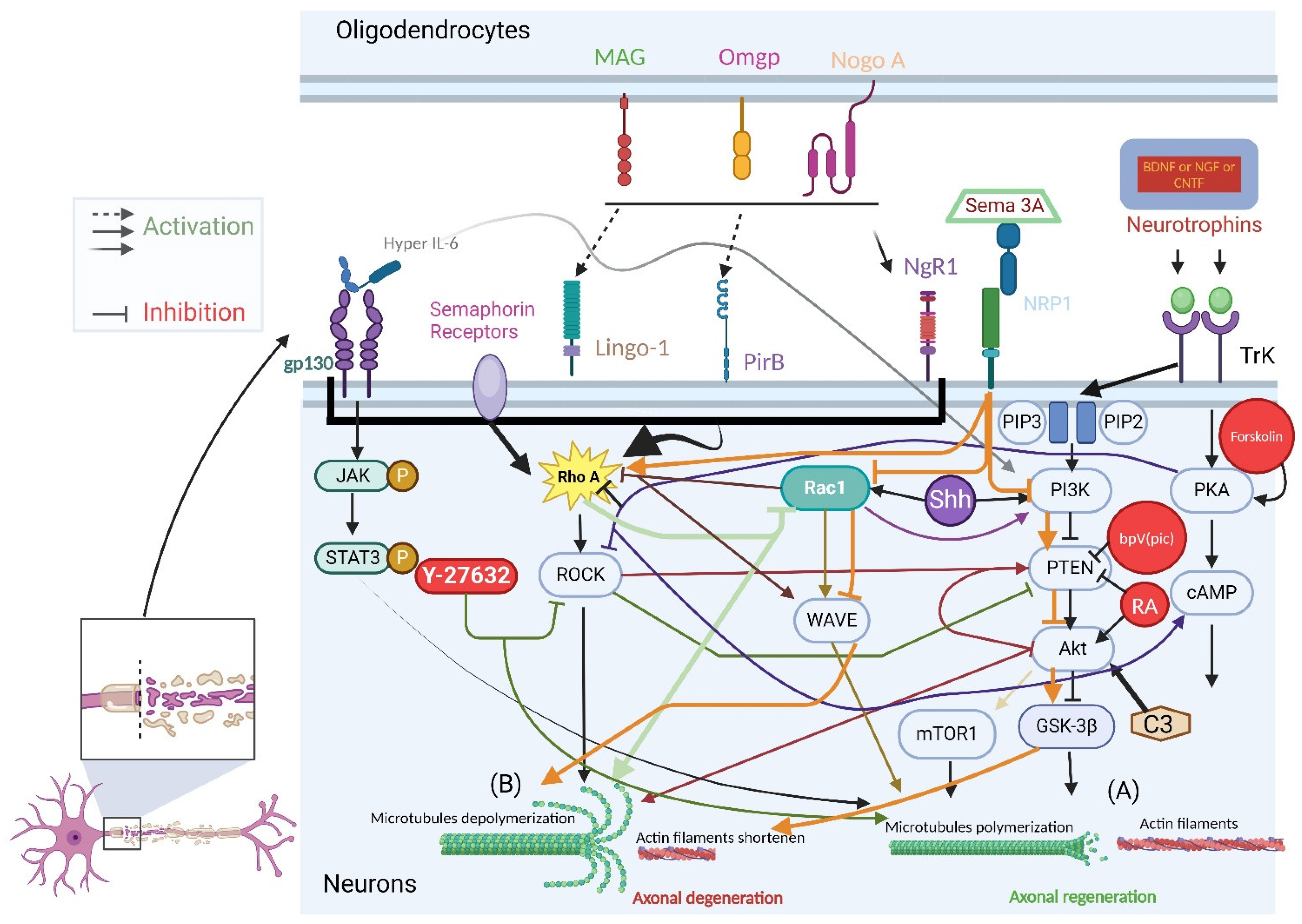 Biology 13 00703 g001