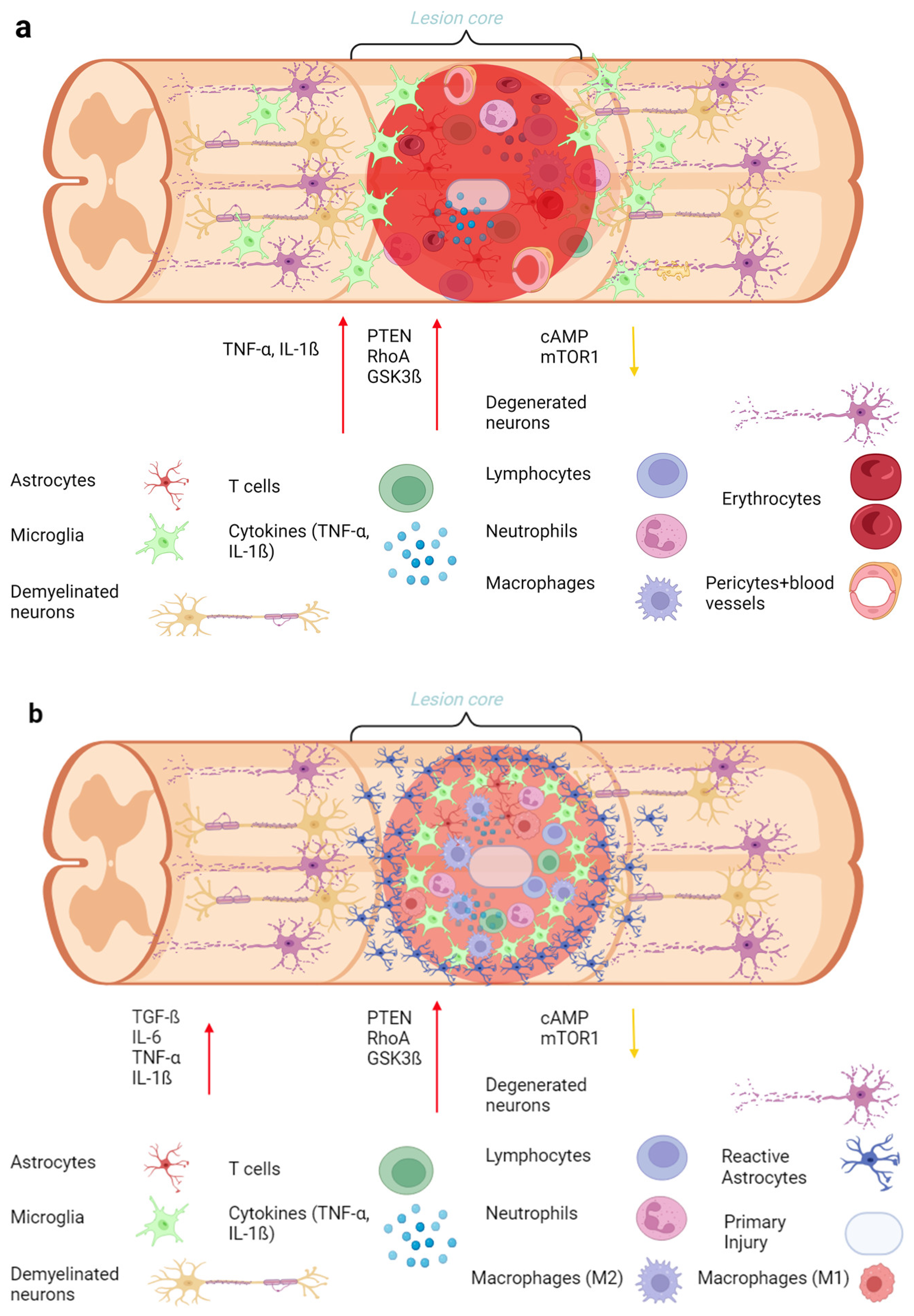 Biology 13 00703 g002a