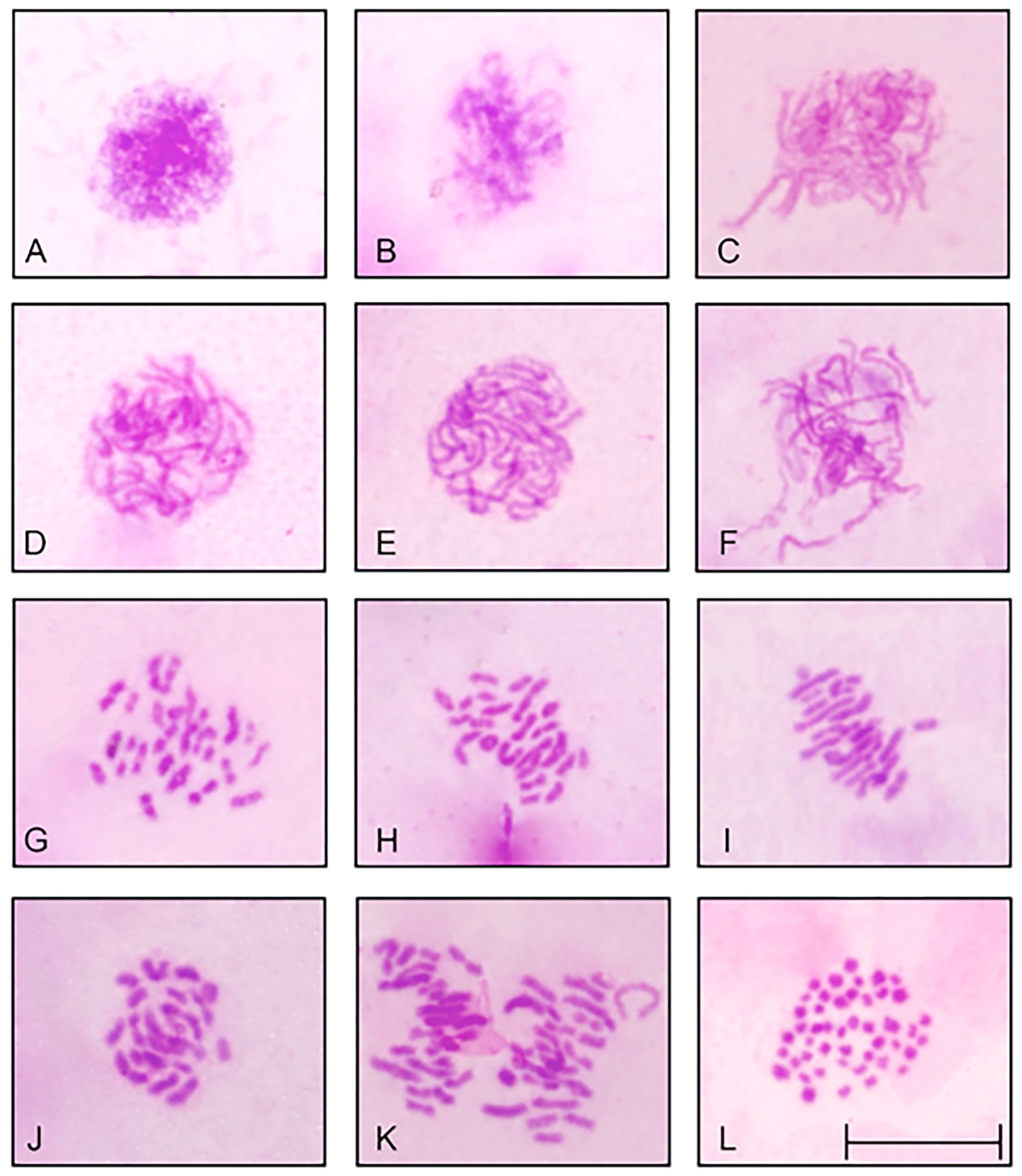 Biology 13 00708 g002