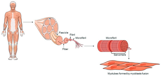 From Brain to Muscle: The Role of Muscle Tissue in