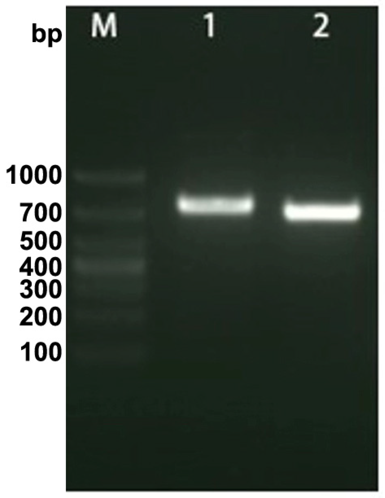 Biology 13 00720 g002