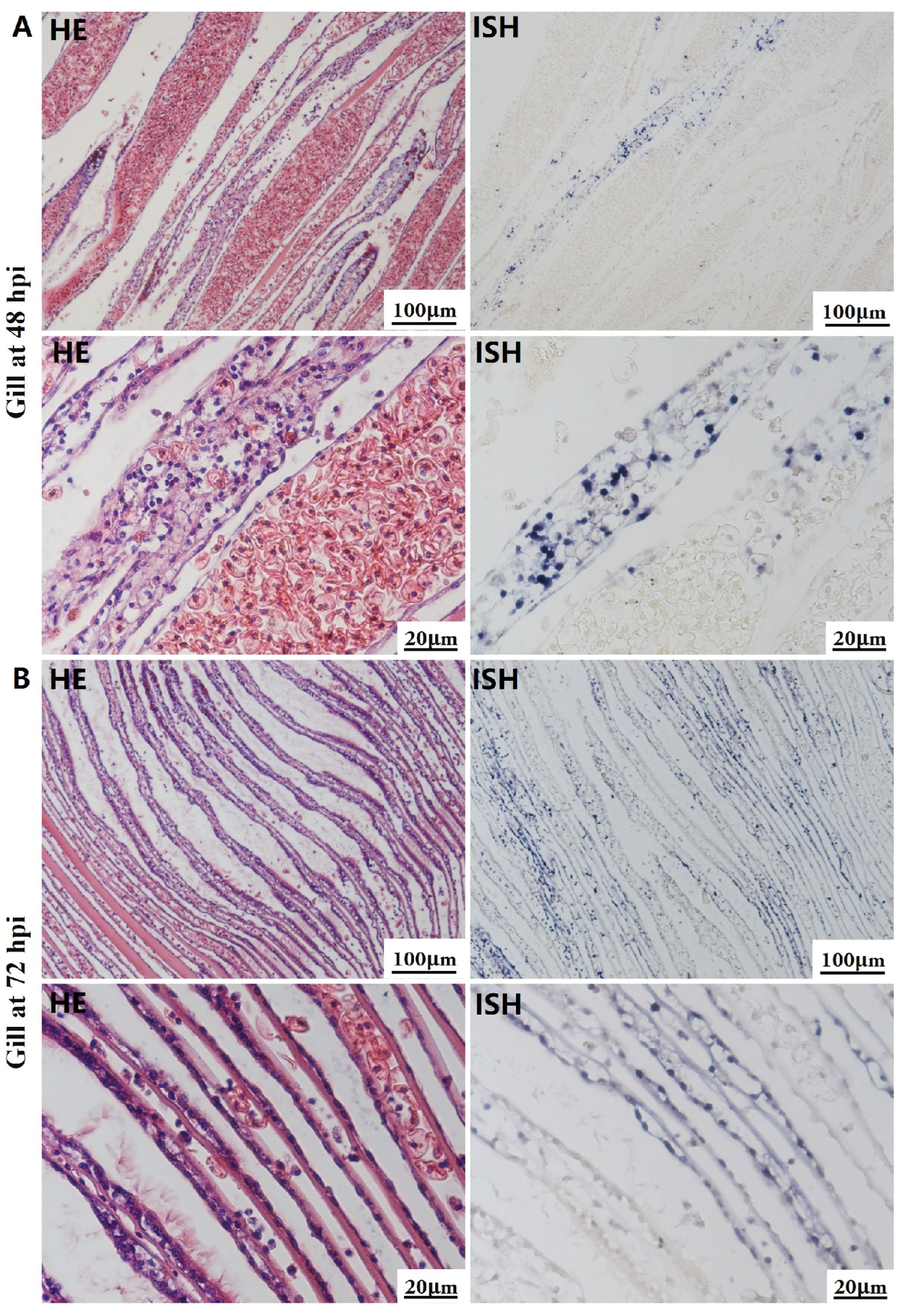 Biology 13 00720 g004