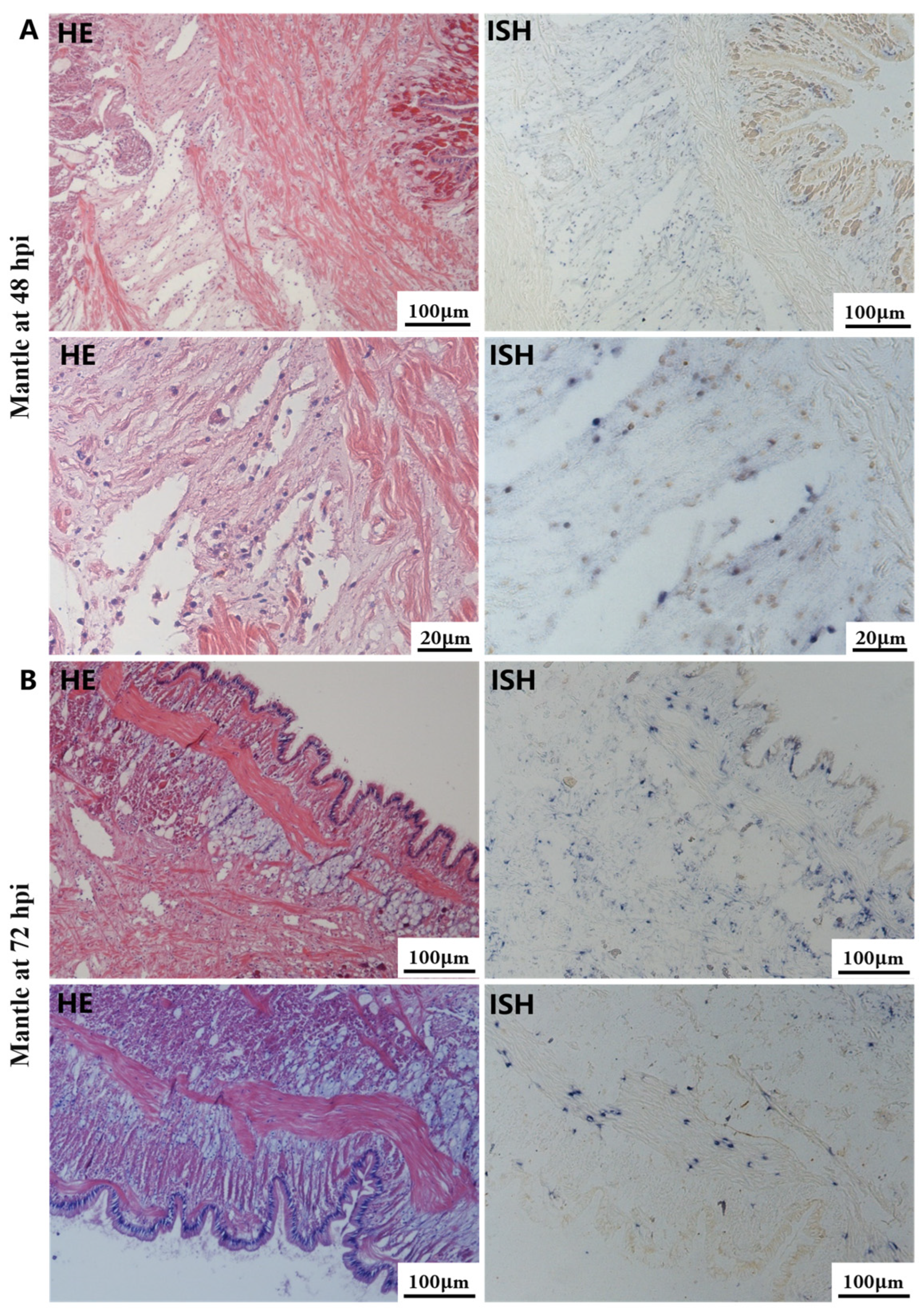 Biology 13 00720 g005