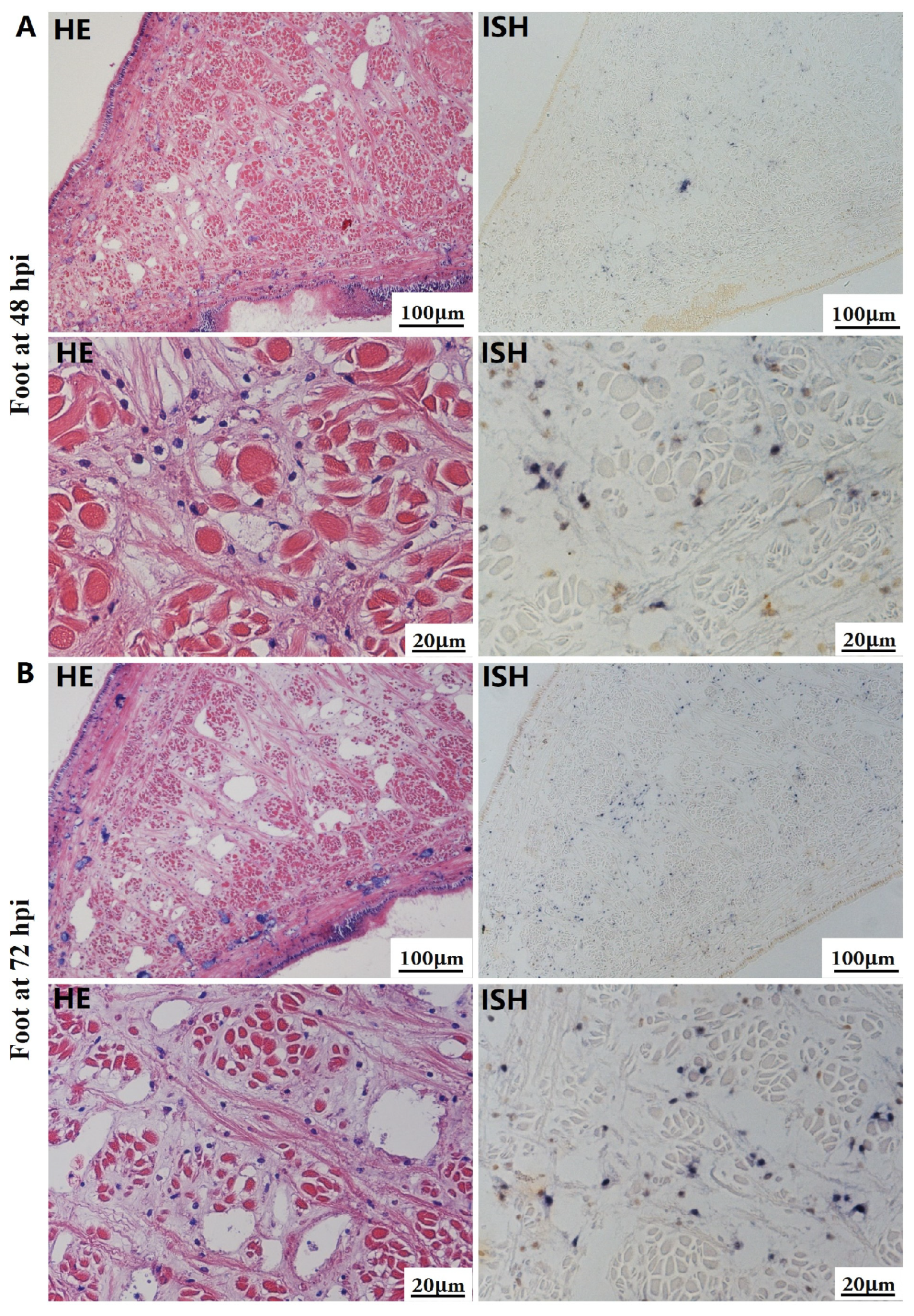 Biology 13 00720 g006
