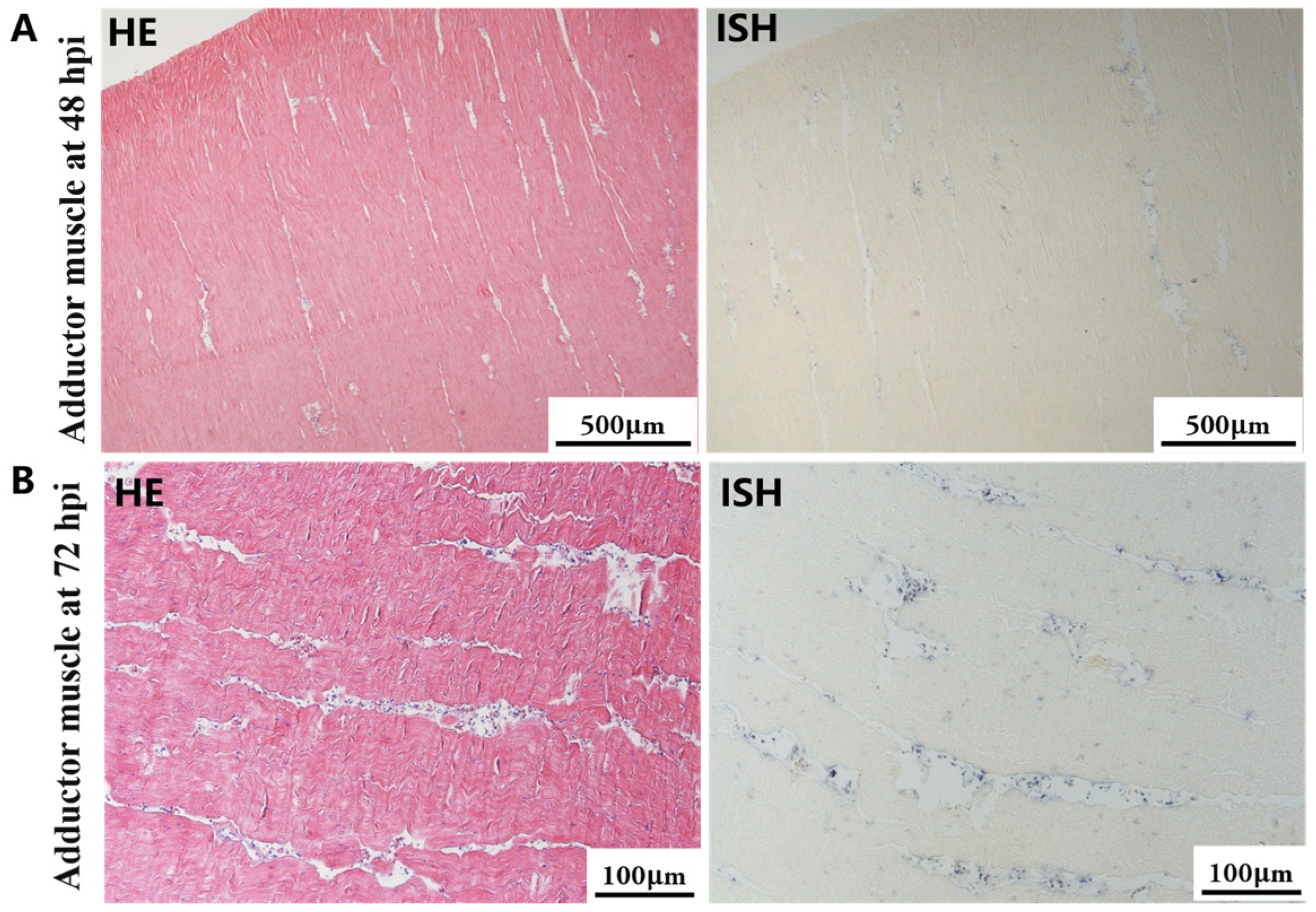 Biology 13 00720 g007