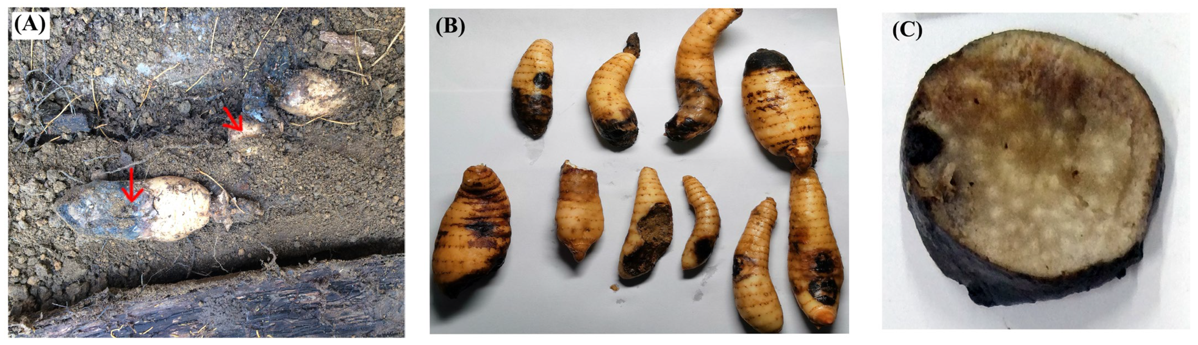 Biology 13 00730 g001a Biology 13 00730 g001a